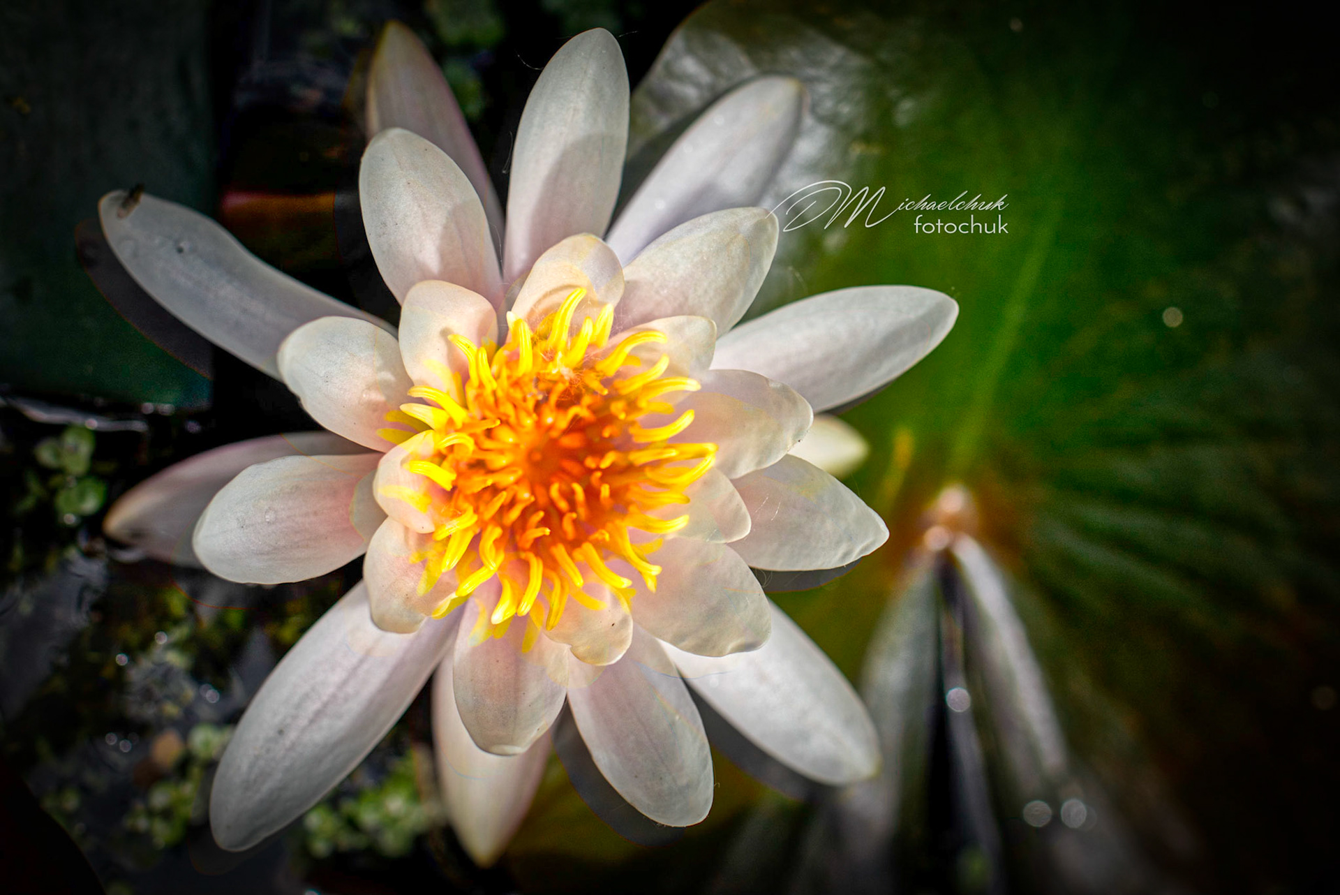 One flower amongst the lillis.