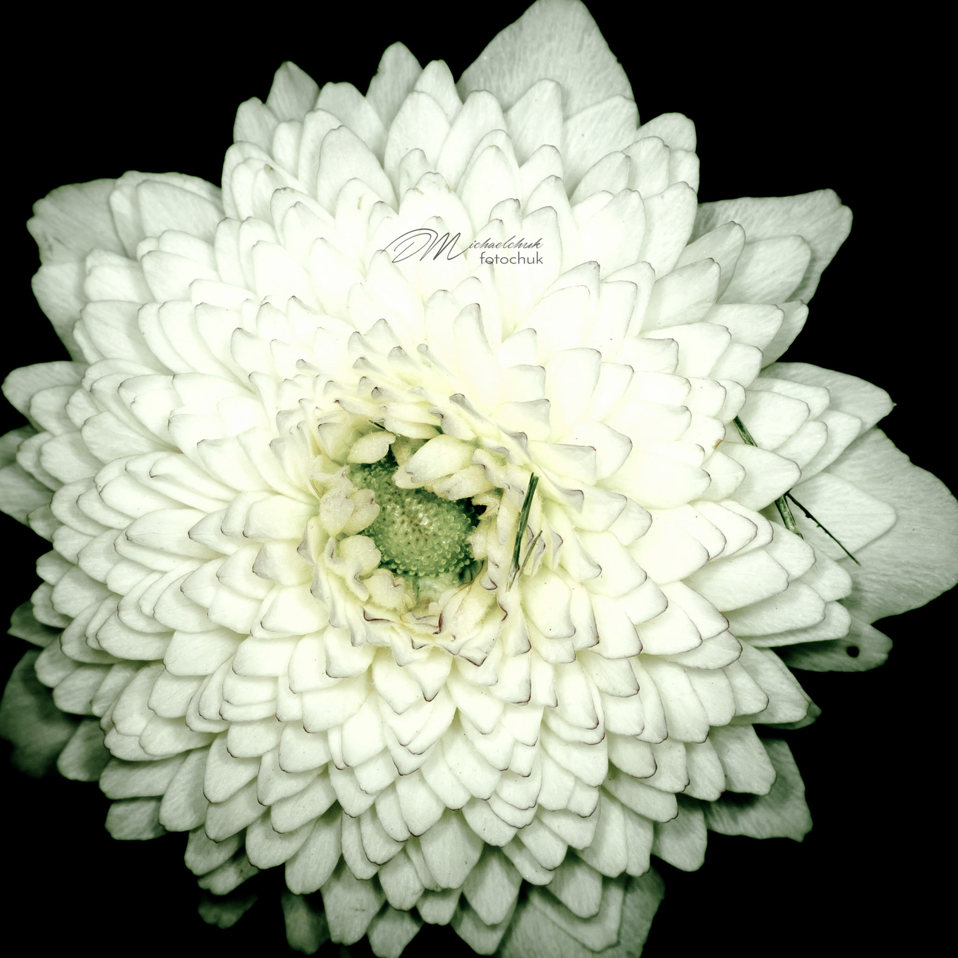 This photo of a Dahlia was taken at the St. Albert Botanical Gardens.  I processed it in lightroom with a preset called “Edgy Church”.