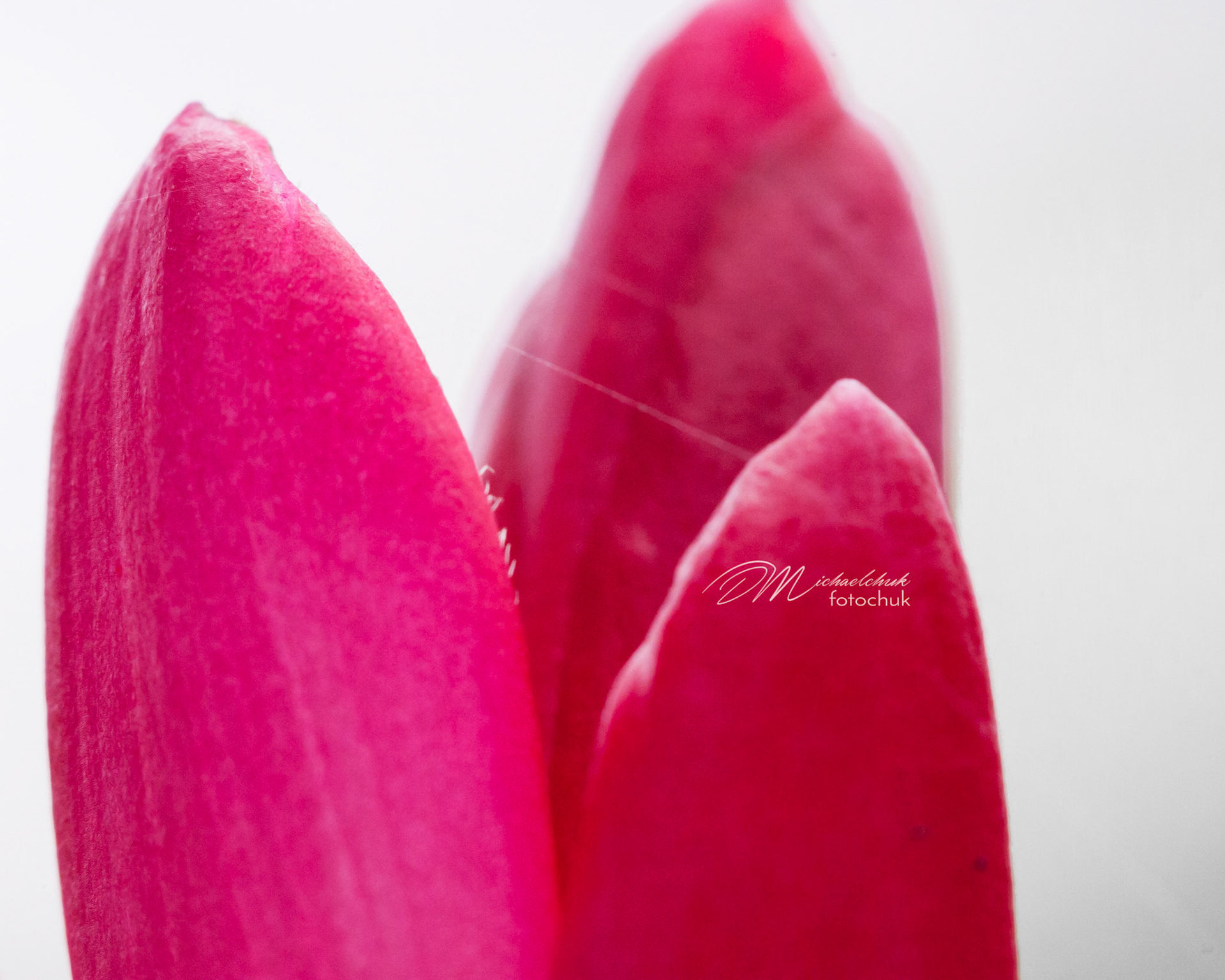 This is a macro shot of a brilliantly pink flower in Kauai.