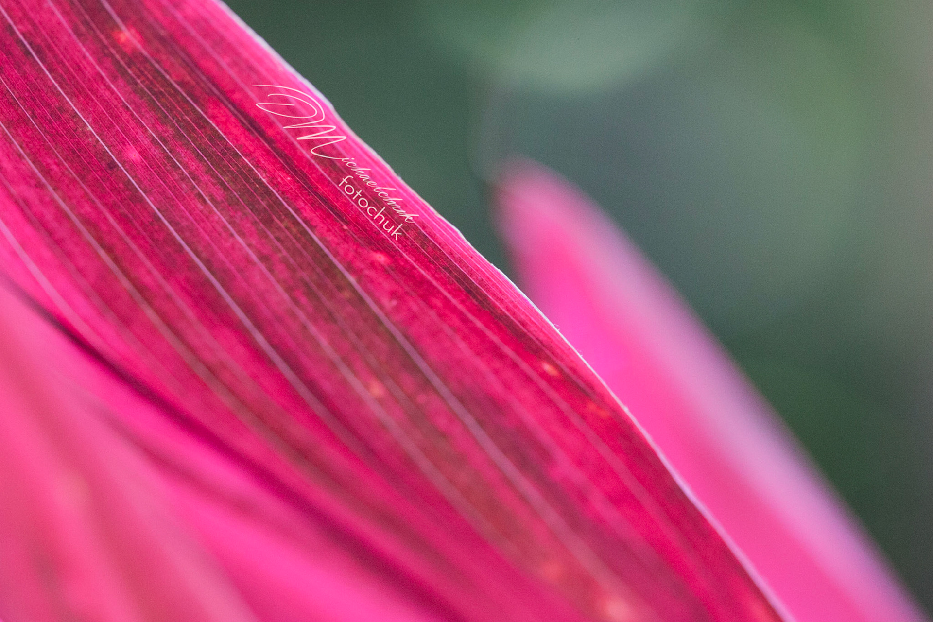 This is a very close/macro shot of a tropical flower highlighting the edge of the petal.  It was taken on the wonderful island of Kauai.