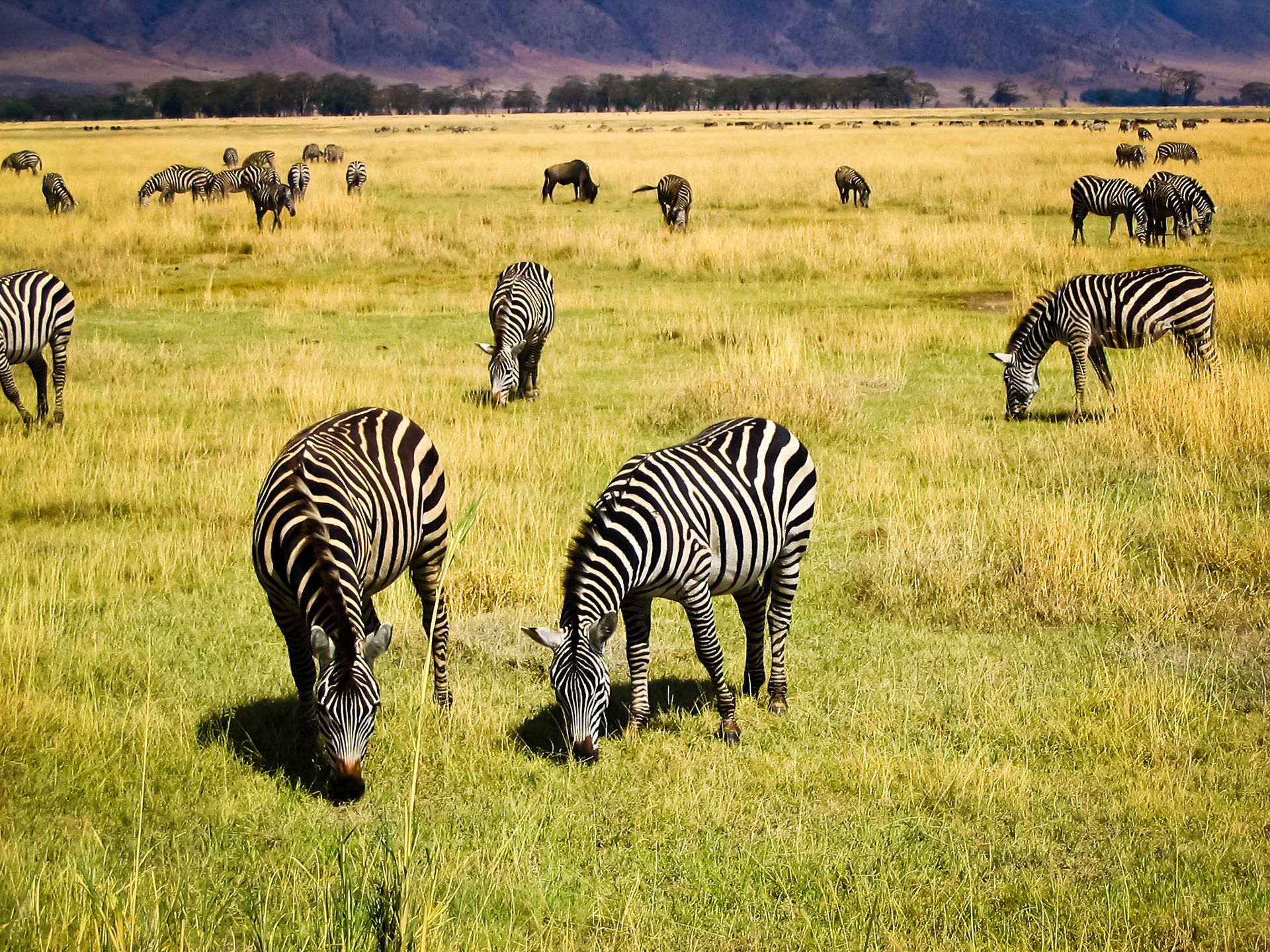 A herd of zebra grazing in Ngorongoro Crater.