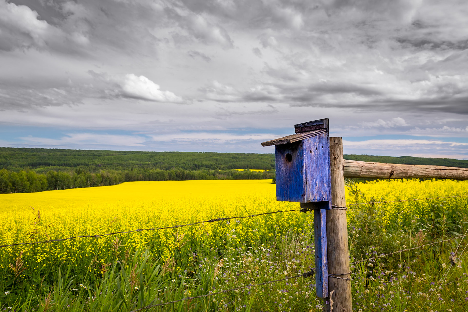 Shot in Athabasca County, Alberta, this vacant bird house sits with a wonderful view of a bright yellow canola field.