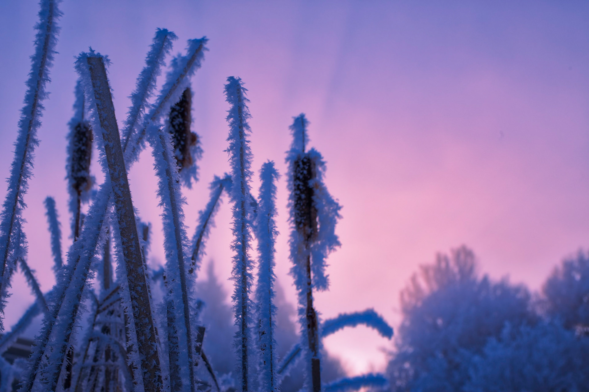 One of a series of 4 this amazing hoar frost at sunrise on the sturgeon river in St. Albert Alberta on an amazing morning.