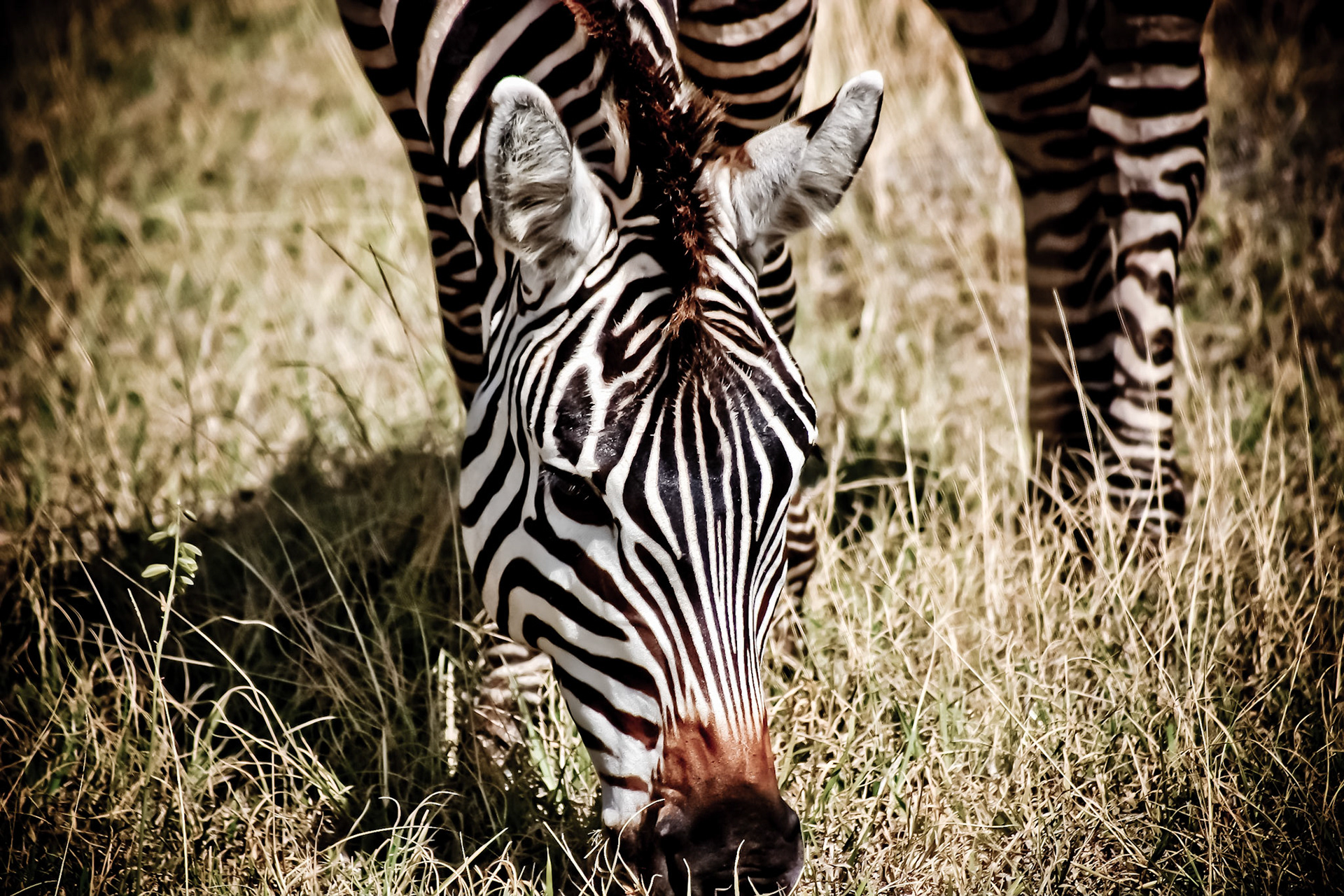 Zebra is grabbing a bite in the Ngorongoro Crater not far from the rest of the herd.