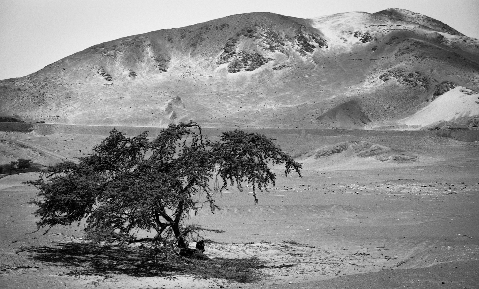 A single tree in the desert near Nazca Peru.