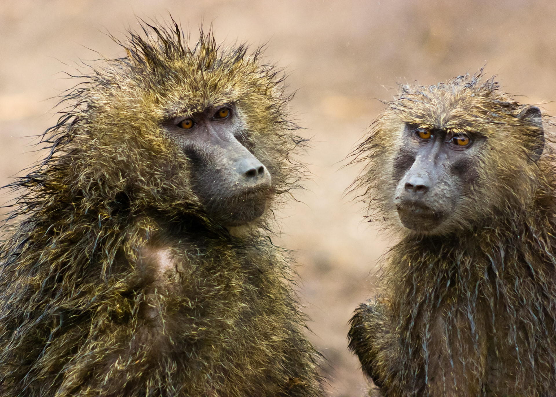 These wet Baboons have there eyes on you.