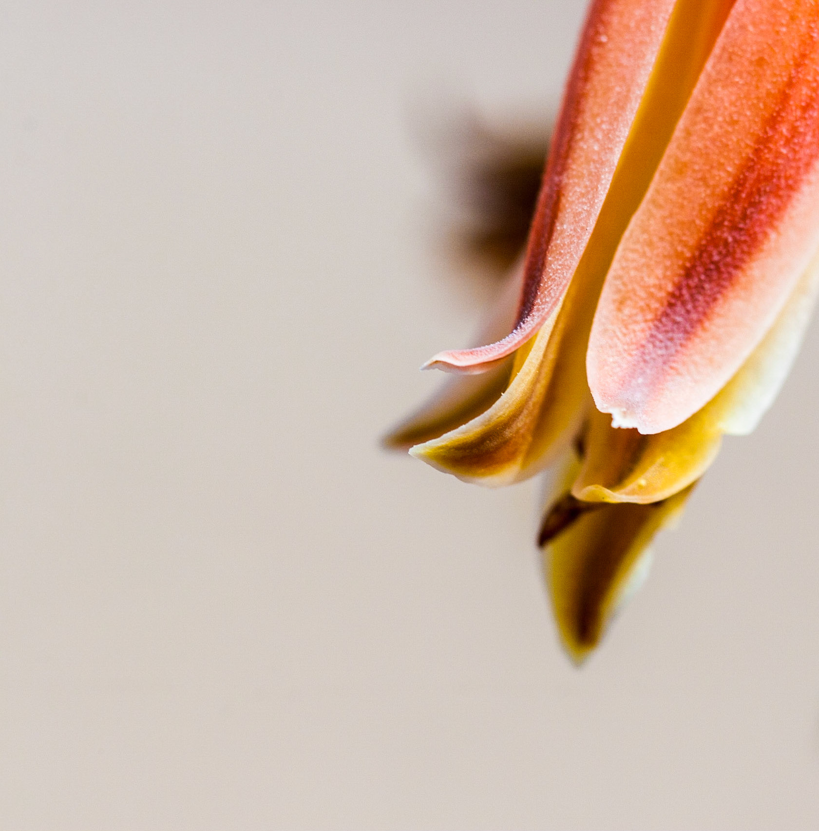 This is a close up of the flip of the aloe-vera plant.