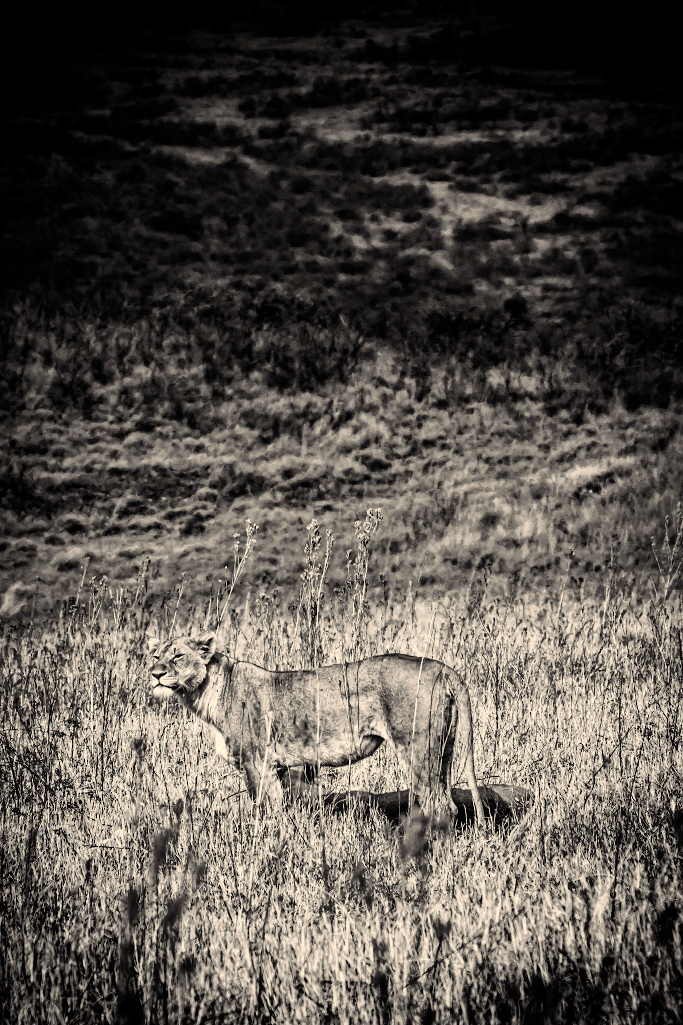 Lioness stands tall to take a look and smell for her next meal in black and white.
