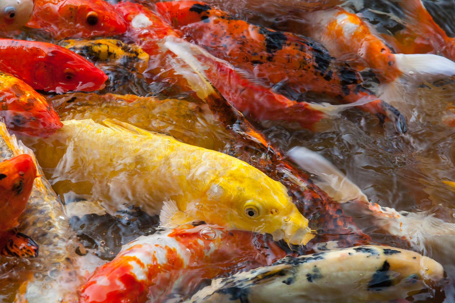 A yellow Koi stands out from the rest in a fish pond in Hawaii.