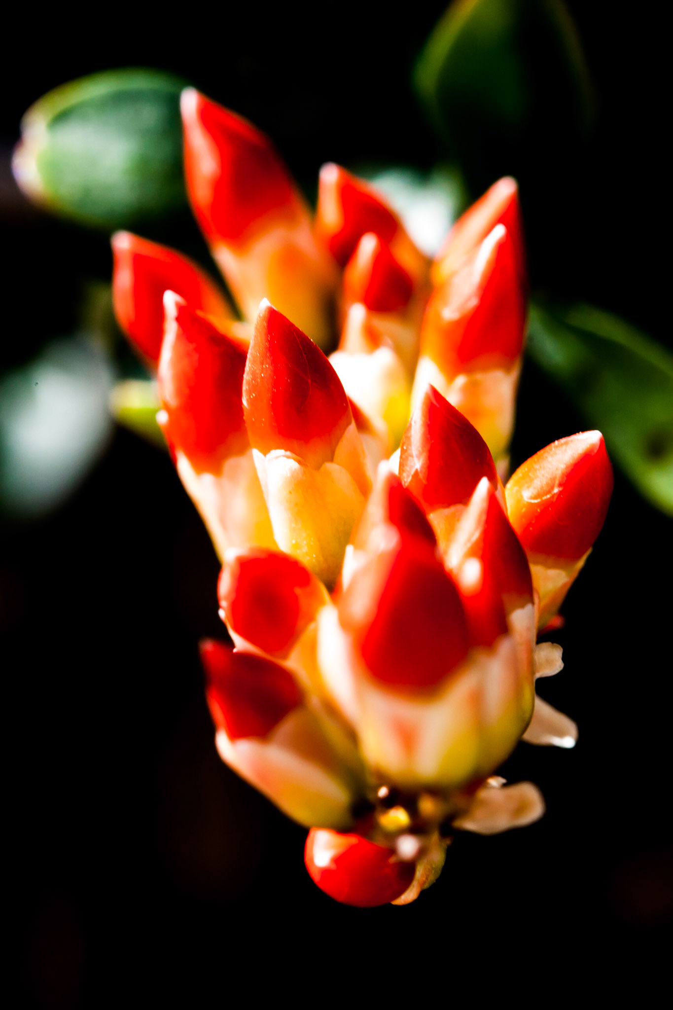 A collection of red flower buds prepare to bloom on a bush in Arizona.