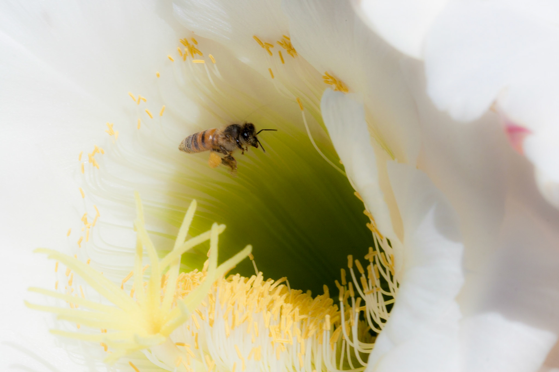 This bumble bee is on approach into the depths of this cactus flower.