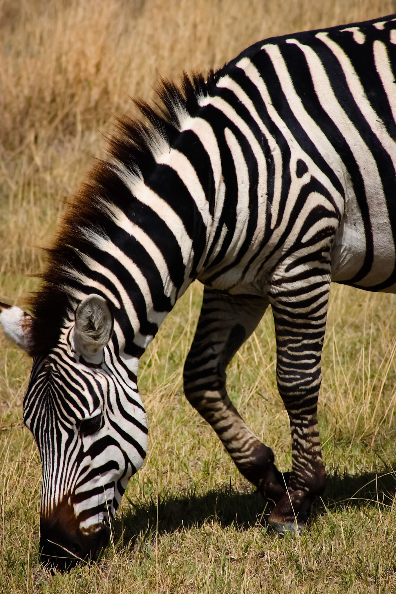 A Zebra eating in the Ngorongoro Crater.  Not sure if he knew there was a lion not to far away.