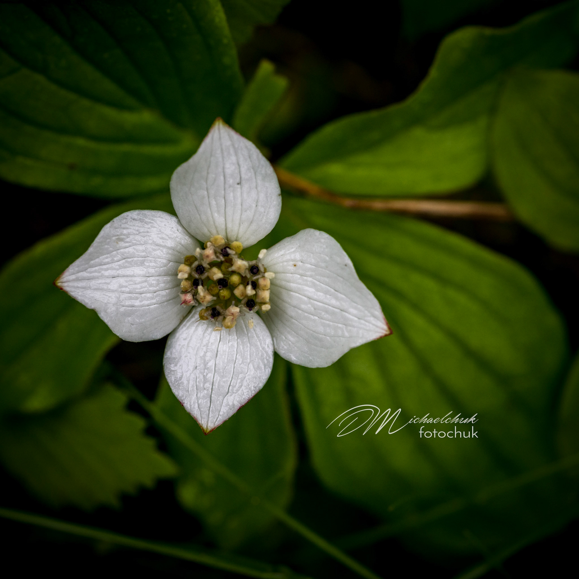 This is a tiny wild Alberta flower know as bunchberry dogwood.