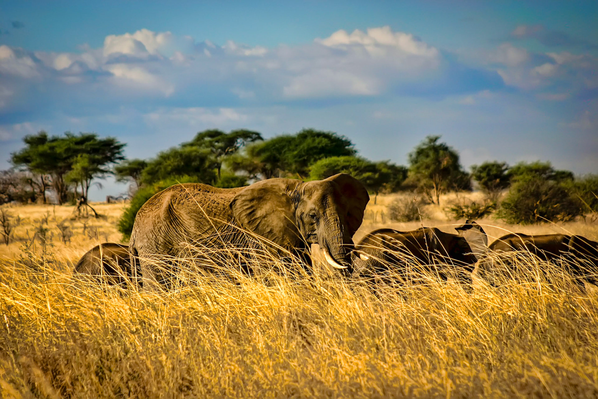 An Elephant family walks through the tall grass in Tarangire, Tanzania.