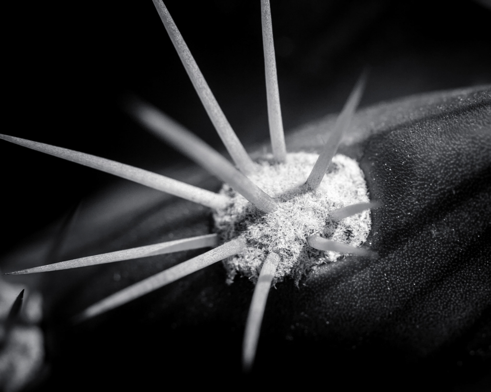 This is a black and white macro shot of a small group of cactus thorns.