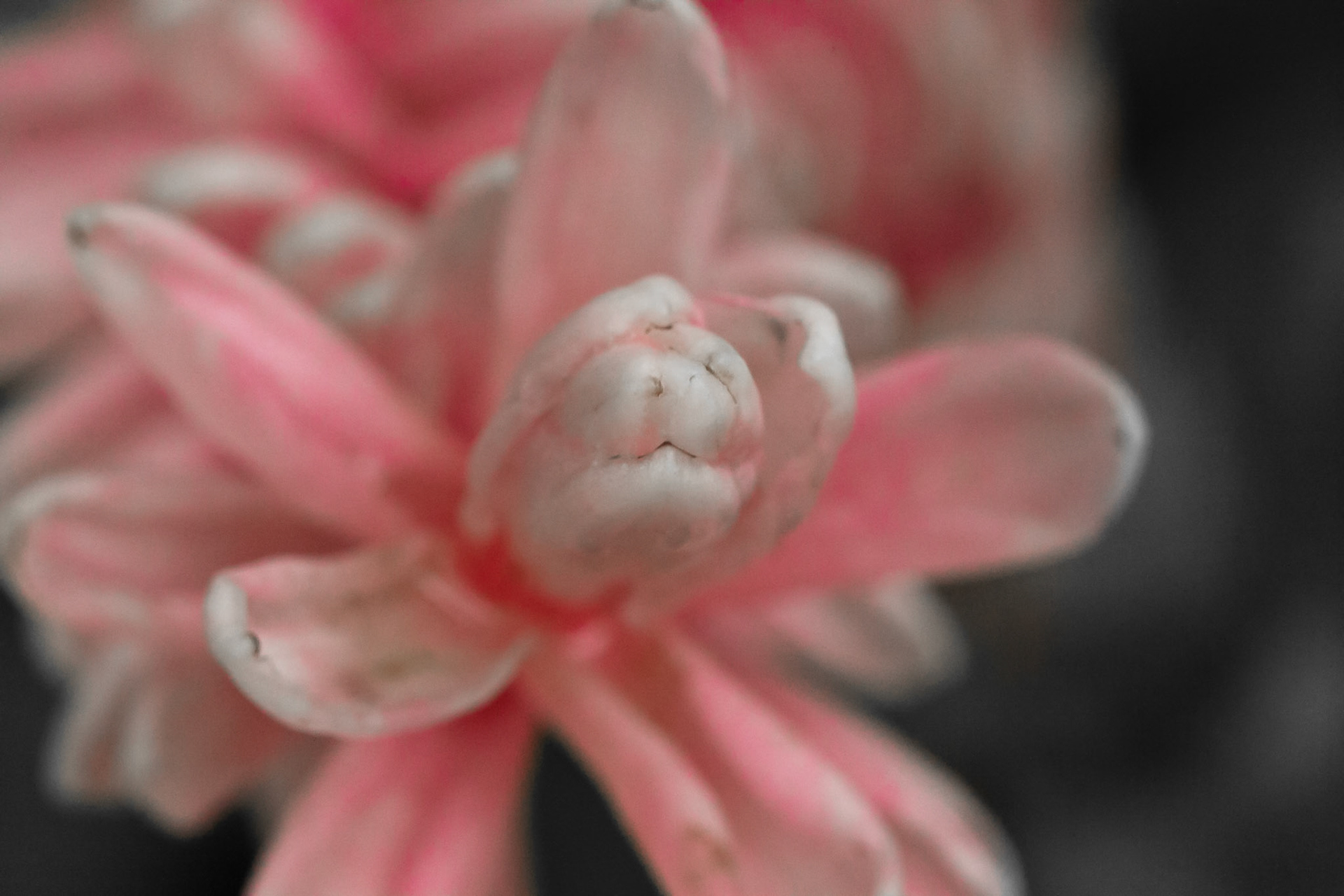 An early morning at the tropical gardens of the Kauai Marriott resort yielded this nice little macro shot.