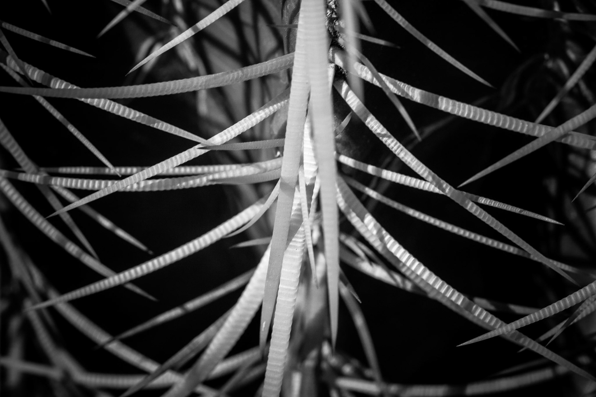 This is a close up macro shot of some cactus thorns, illustrating the patterns within the thorns.