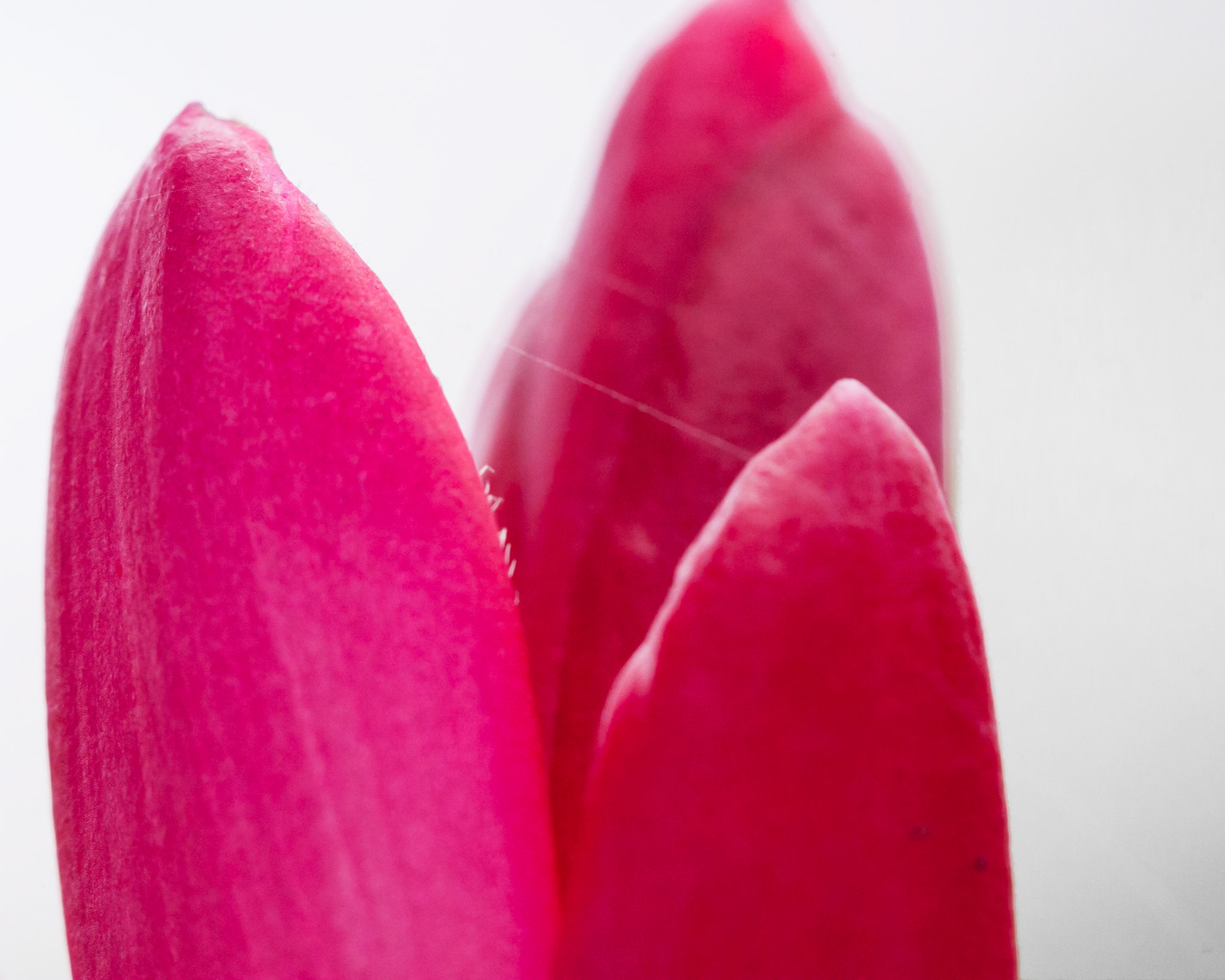 This is a macro shot of a brilliantly pink flower in Kauai.