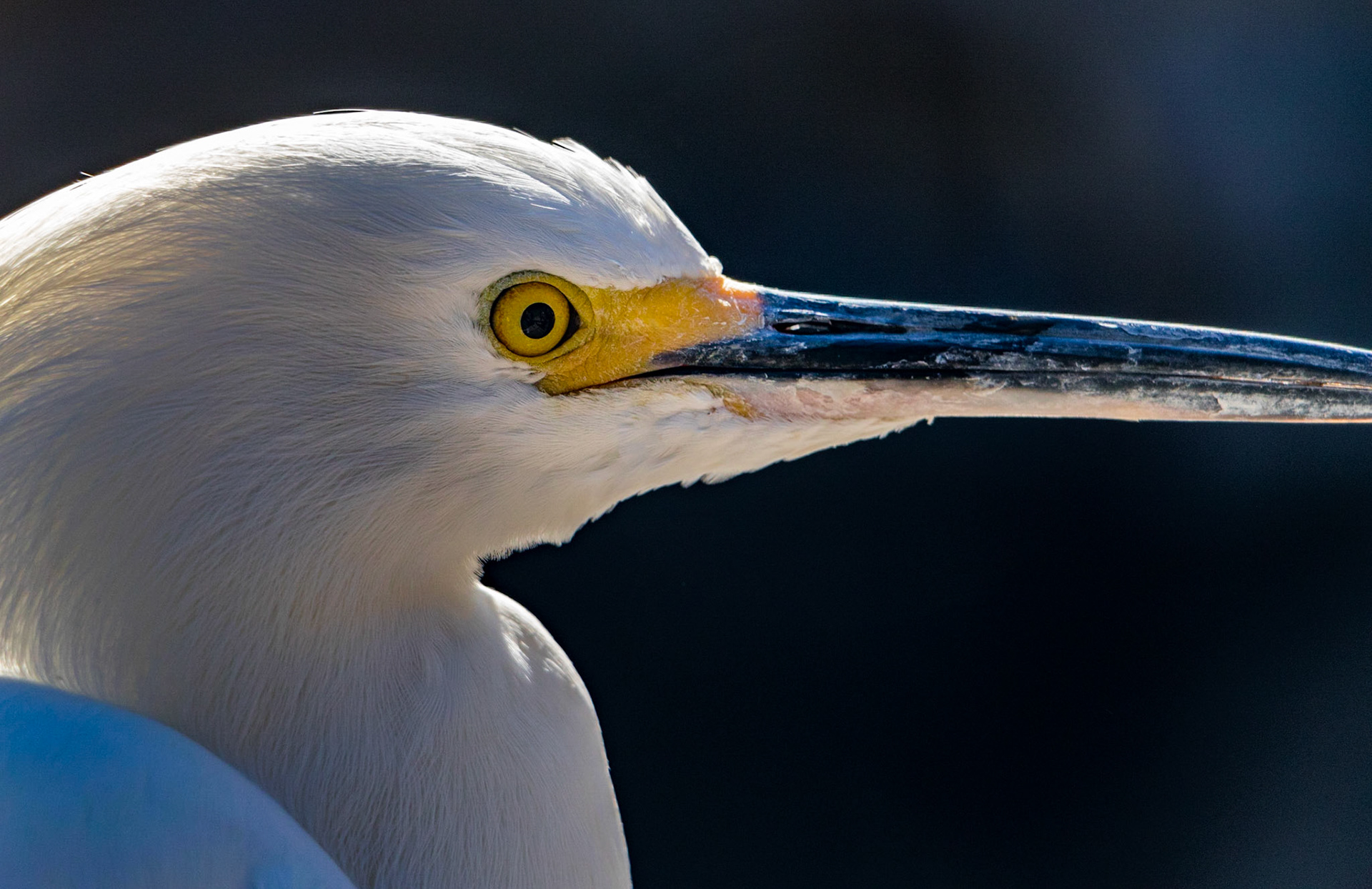 A close look at the bird’s eye at Sea World in Florida.