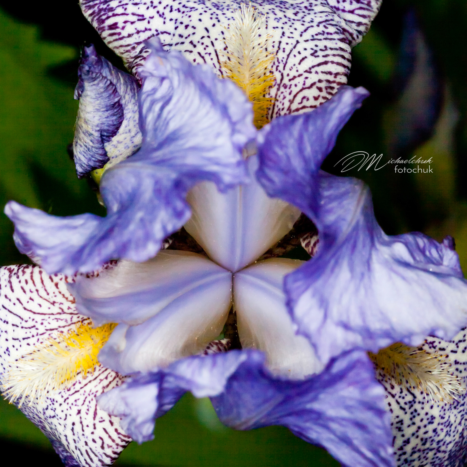 The symmetry within the center of this Iris really caught my eye in the St. Albert Botanical Garden.