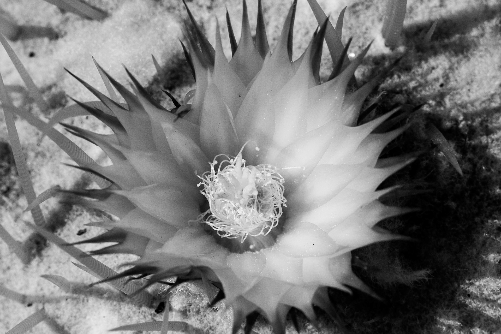 I almost missed this amazingly tiny yellow flower.   Processed here in Black and white the contrast from the center of the pedals to the tips is amazing.