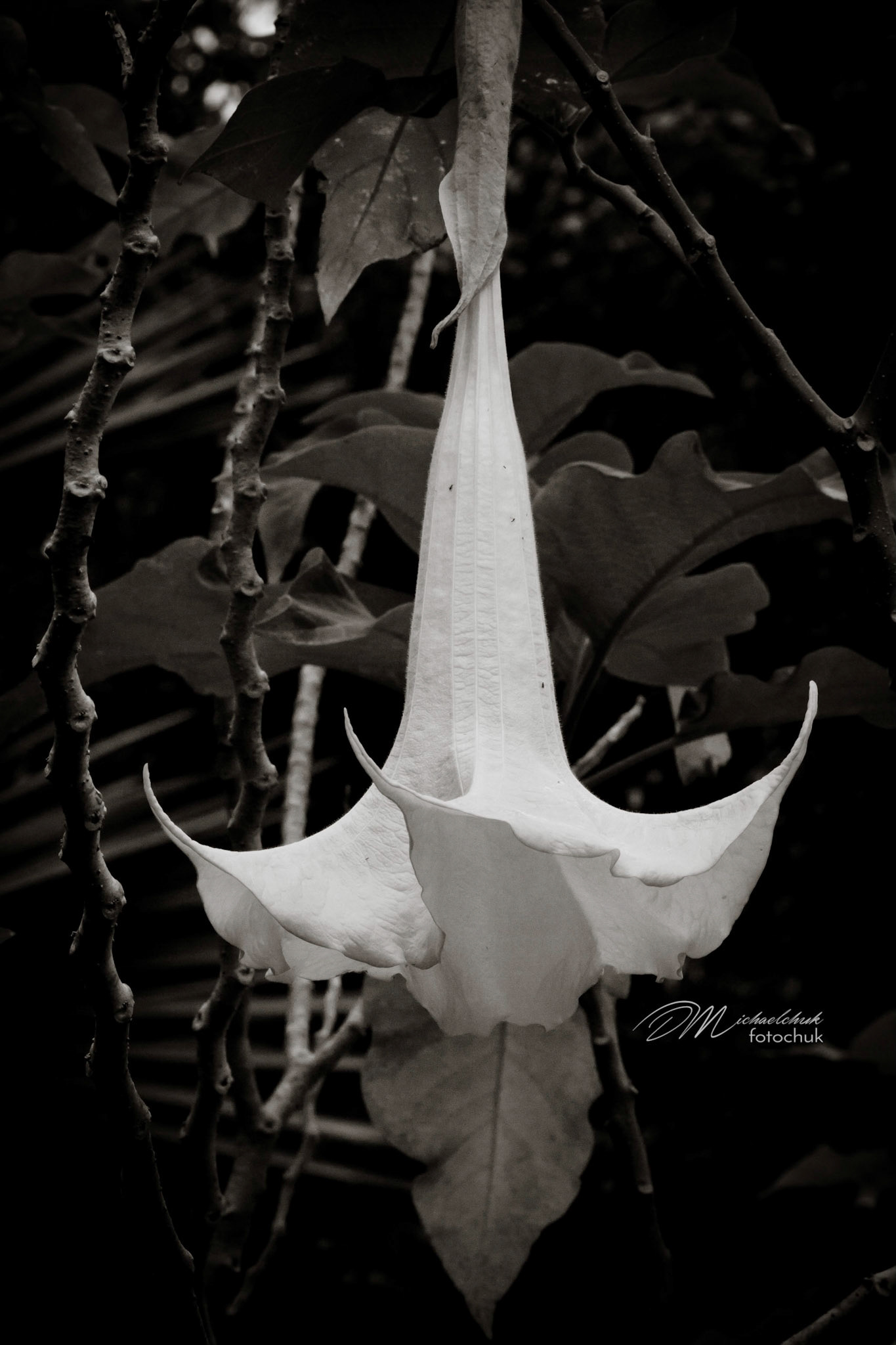 This trumpet flower, processed in black and white, had some very significant contrast to its background.