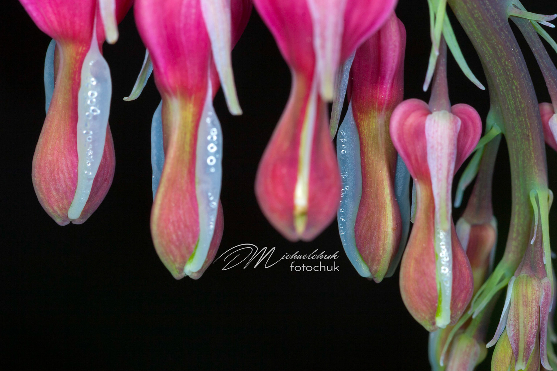 I don't know what kind of flower this is, but it has a very original look to it.