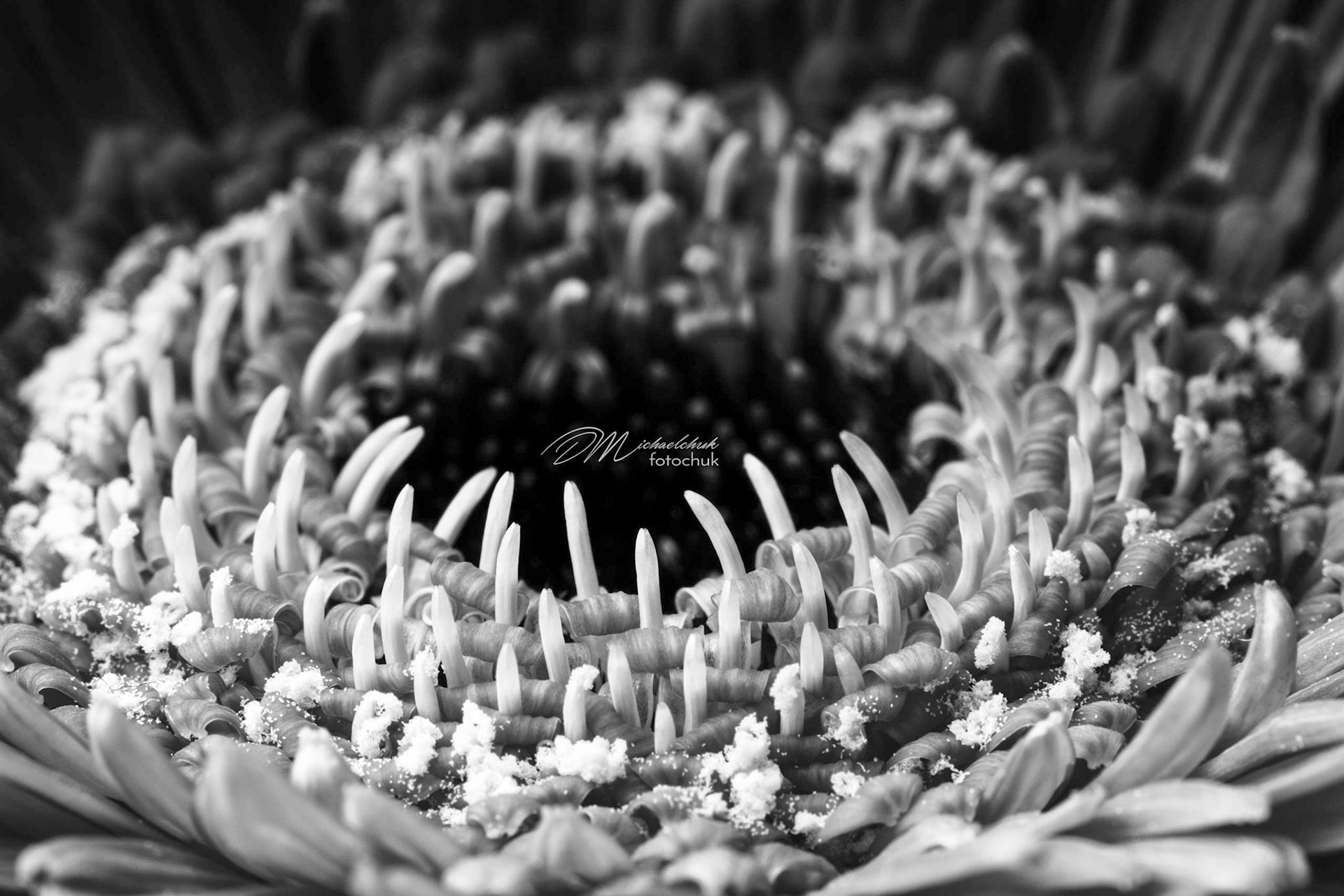 Gerber Daisy shot and processed similar to a Kodak TMAX 3200 iso