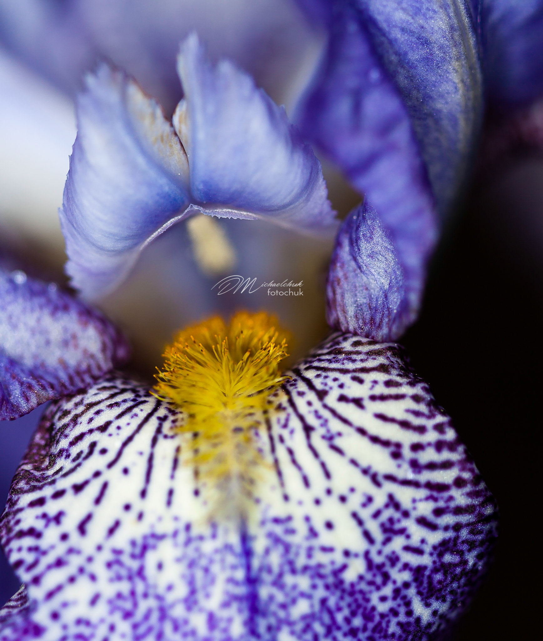 This photo makes me think I am staring into a mouth with blue lips and yellow tongue.  The colors and shape of the iris always impress.