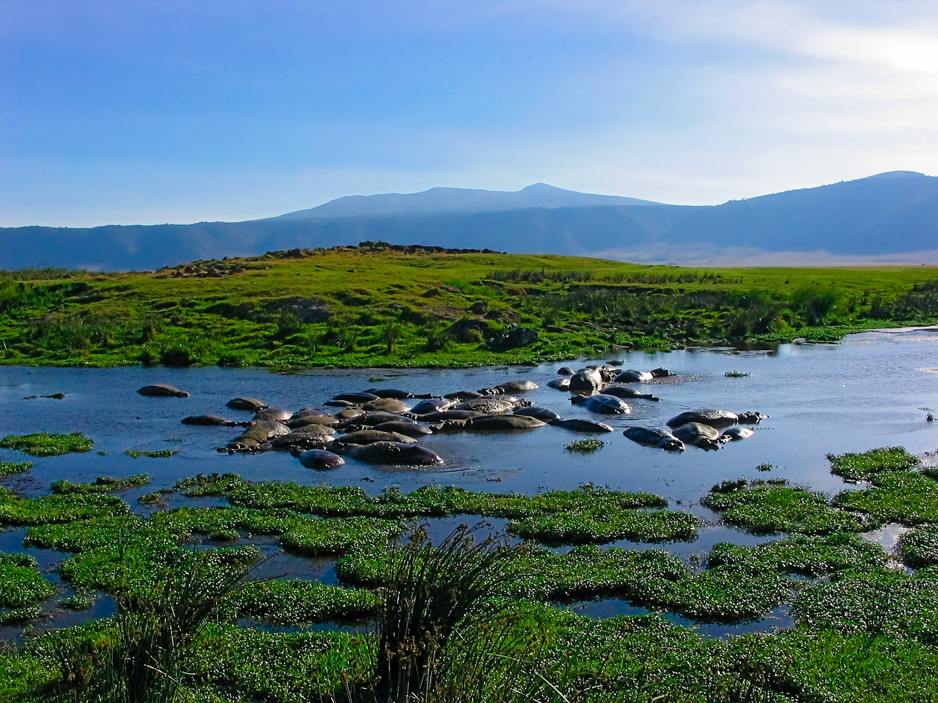 Hippos seeking shelter from the sun in this pond in the Ngorongoro Crater.