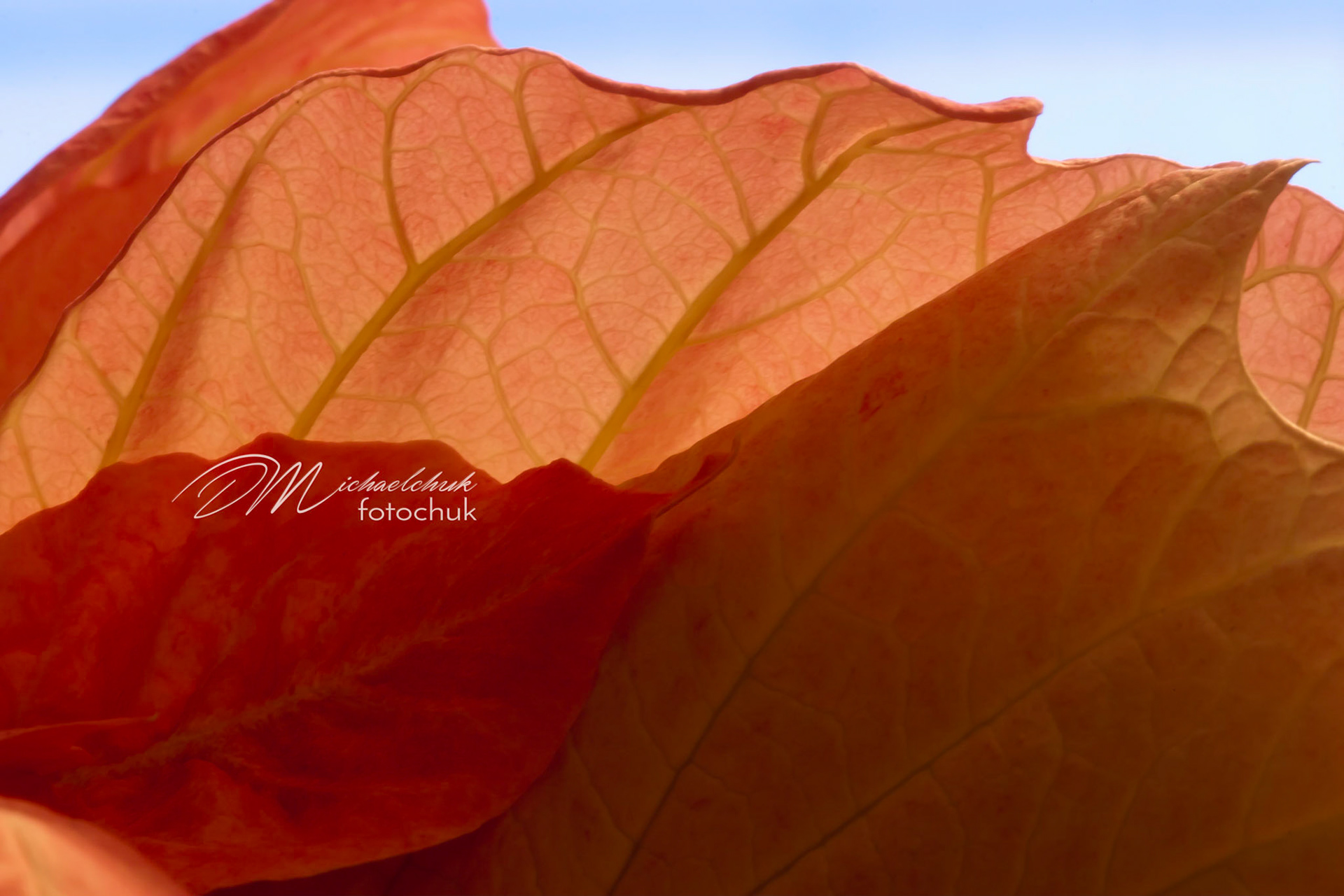 The detail within these leaves amazed me.  It was best brought out with backlighting.
