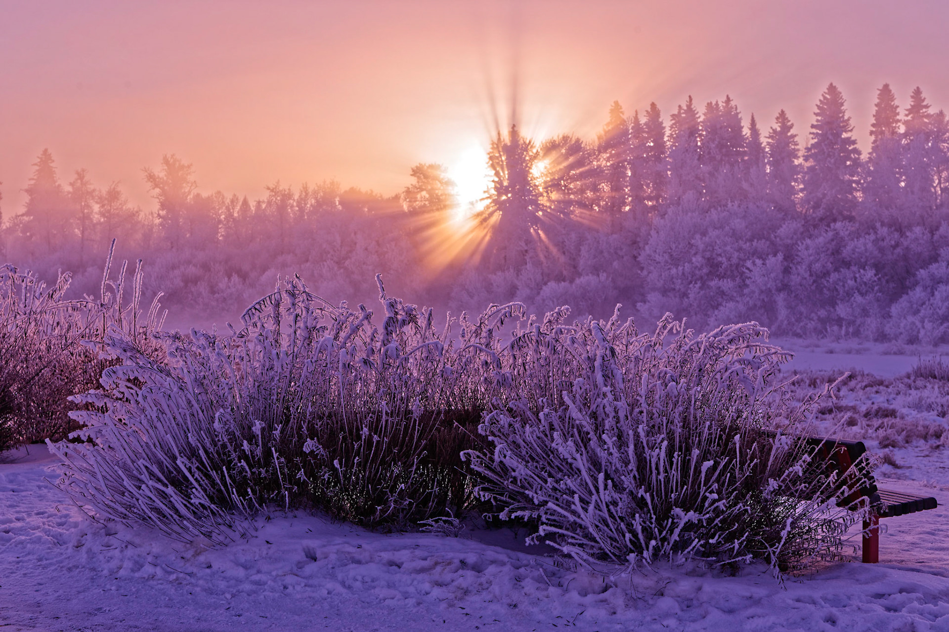 One of a series of 4 this amazing hoar frost at sunrise on the sturgeon river in St. Albert Alberta on an amazing morning.
