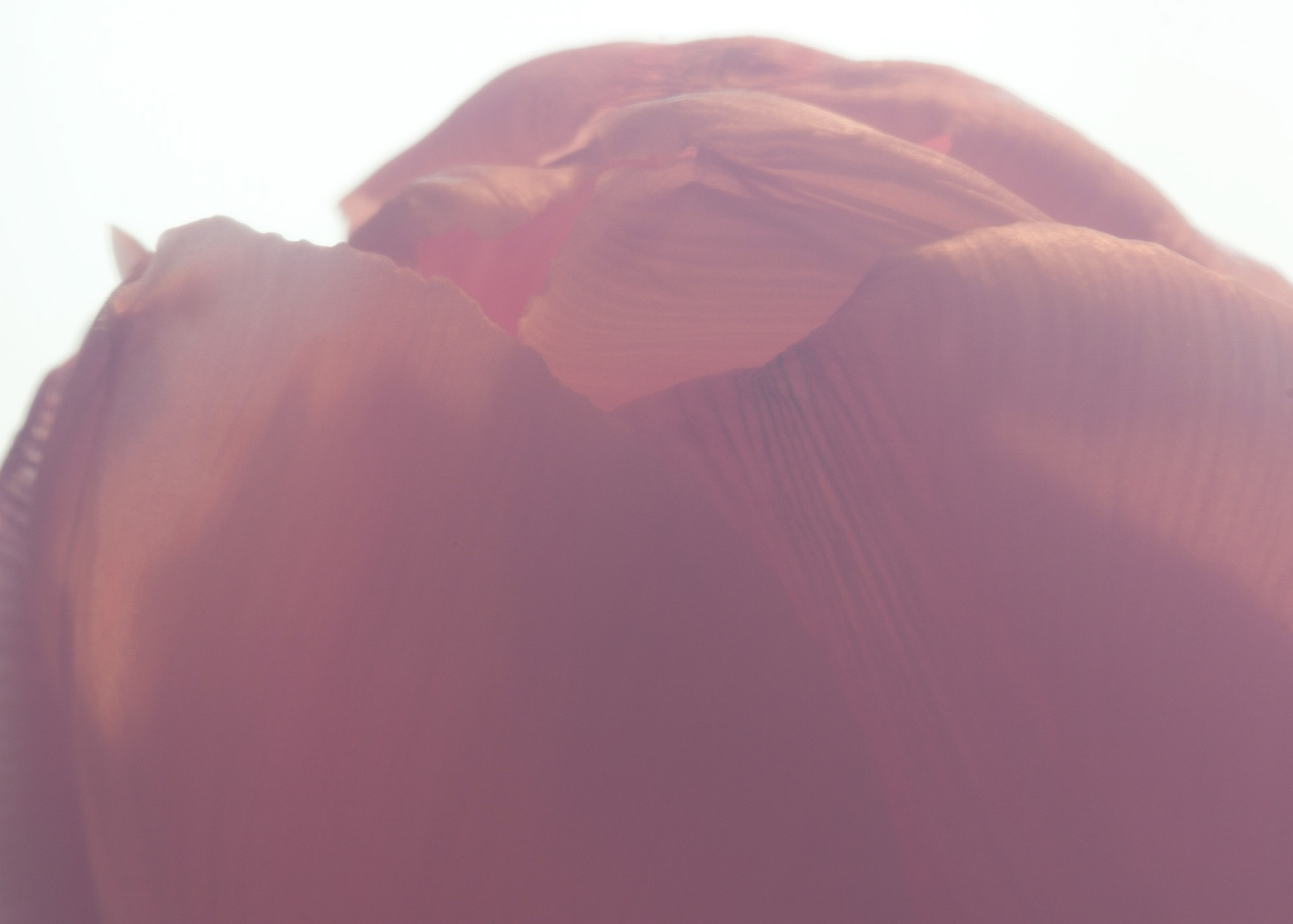 This is a macro image of the tip of a pink tulip shot through the blue lid of a Ziploc container.