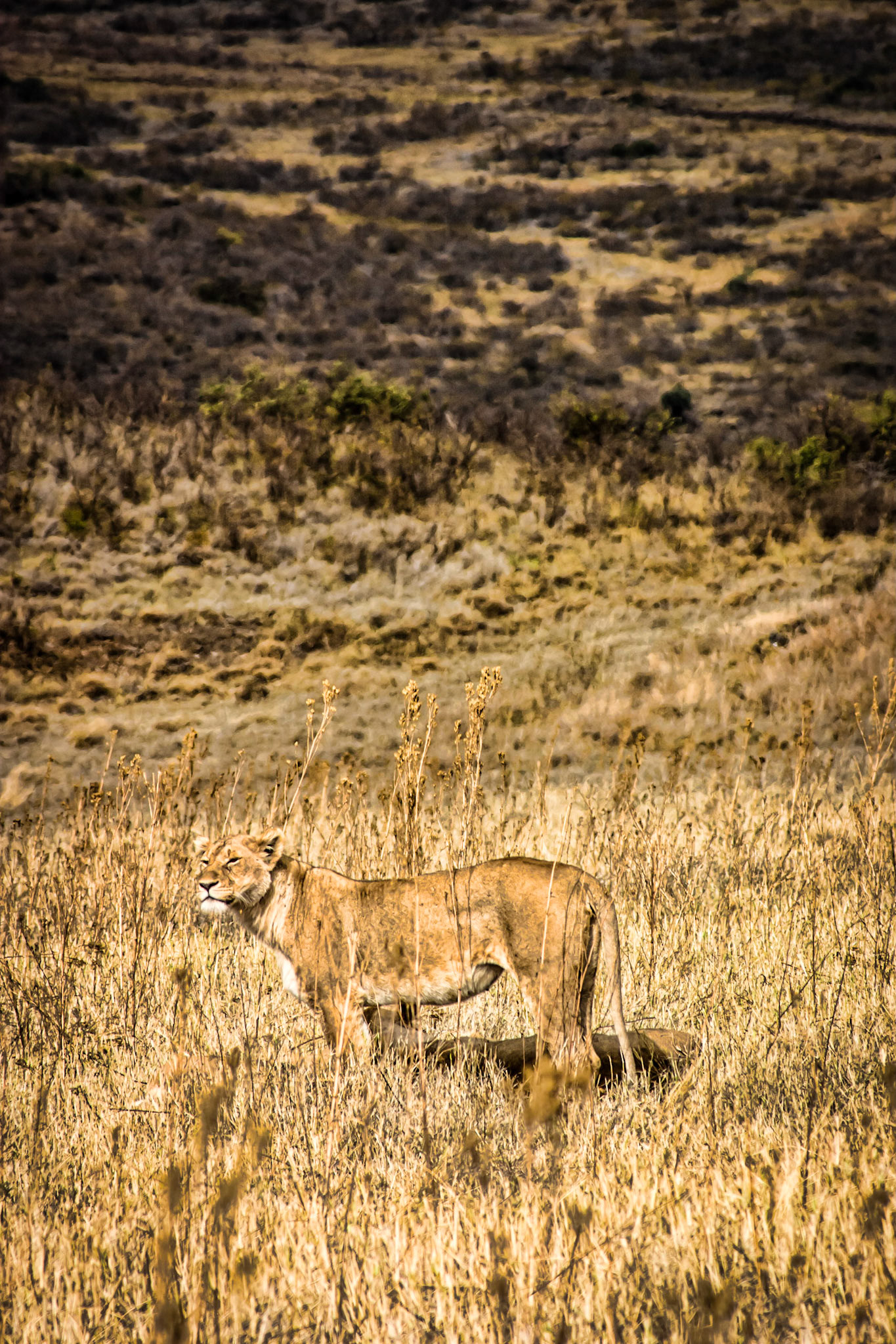 Lioness stands tall to take a look and smell for her next meal.