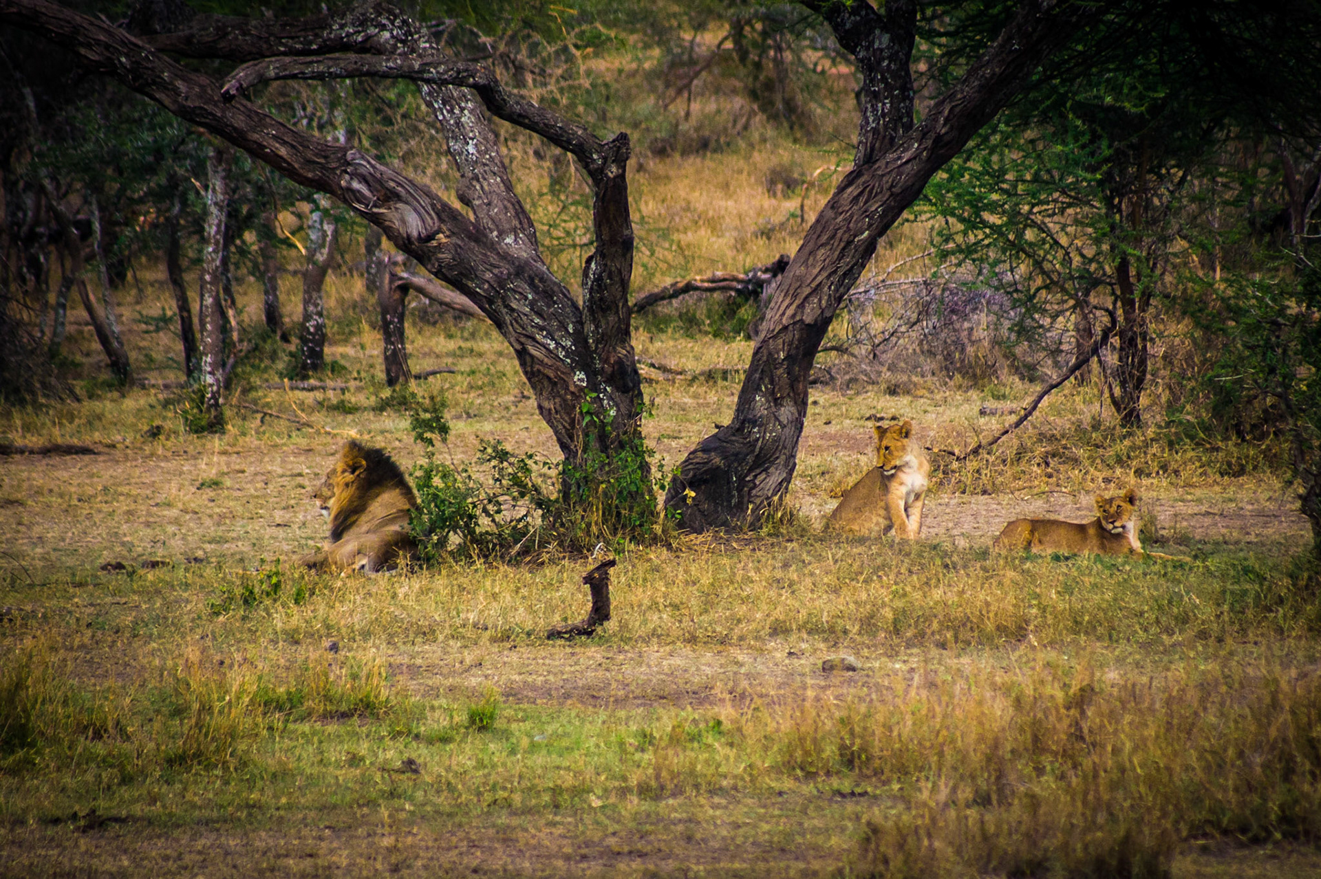A lion rests on the other side of a tree from his lionesses in the Serengeti.