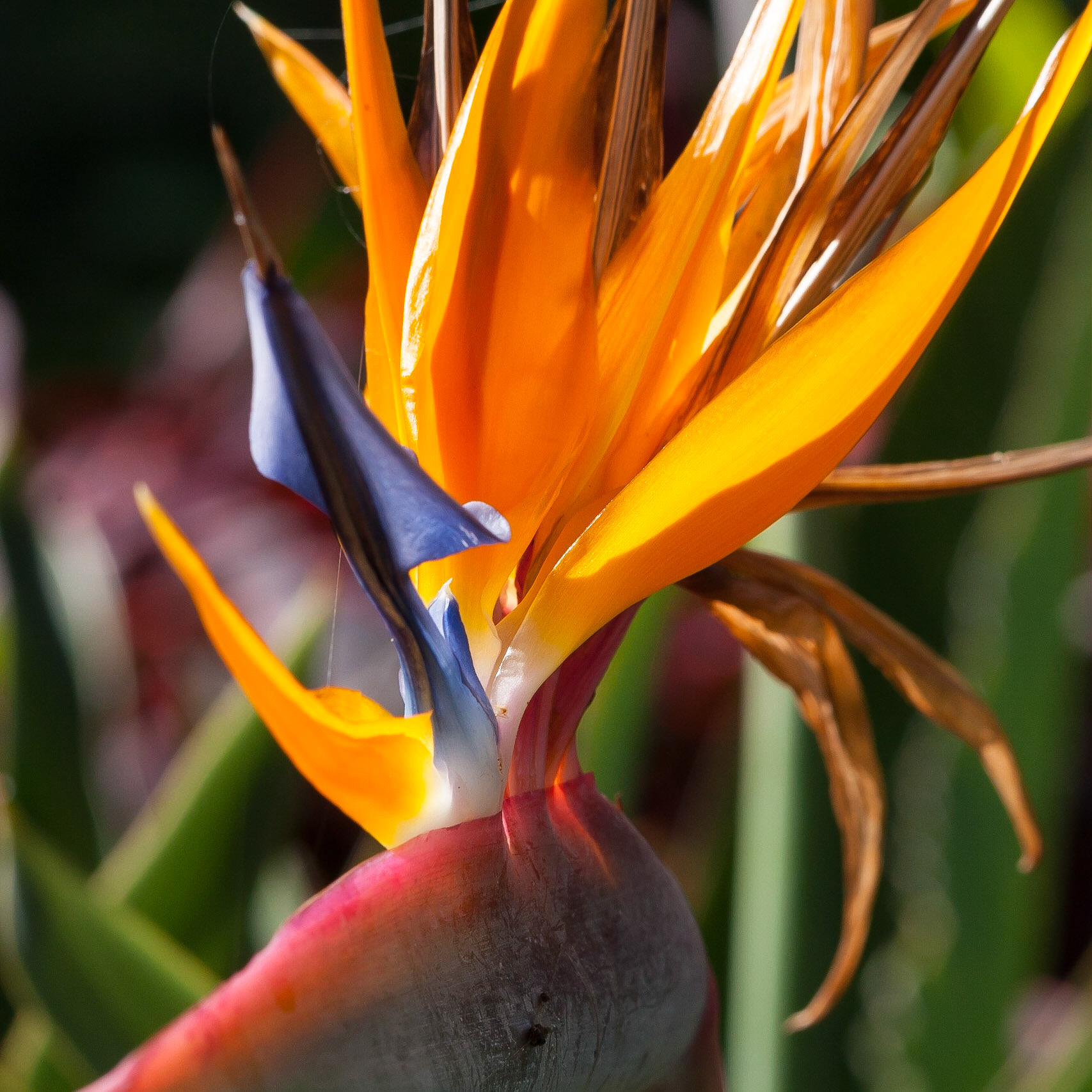 This is a rather close shot of Bird of Paradise Flower taken in Kauai and cropped to square format.