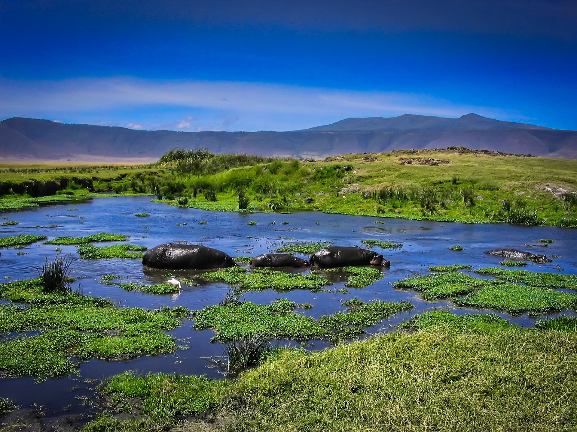 This hippo family is working their way across this pond in Ngorongoro Crater, Tanzania.