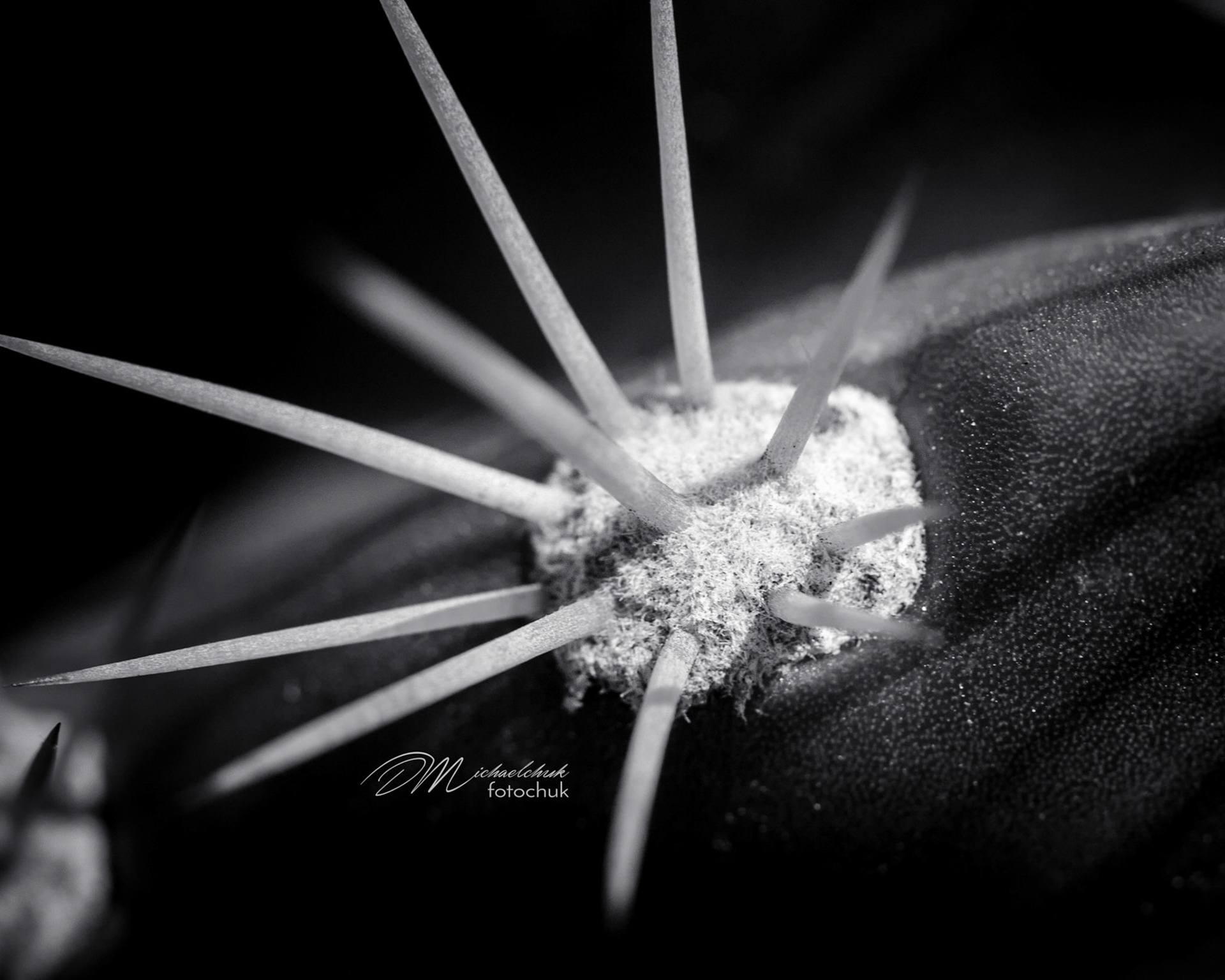 This is a black and white macro shot of a small group of cactus thorns.