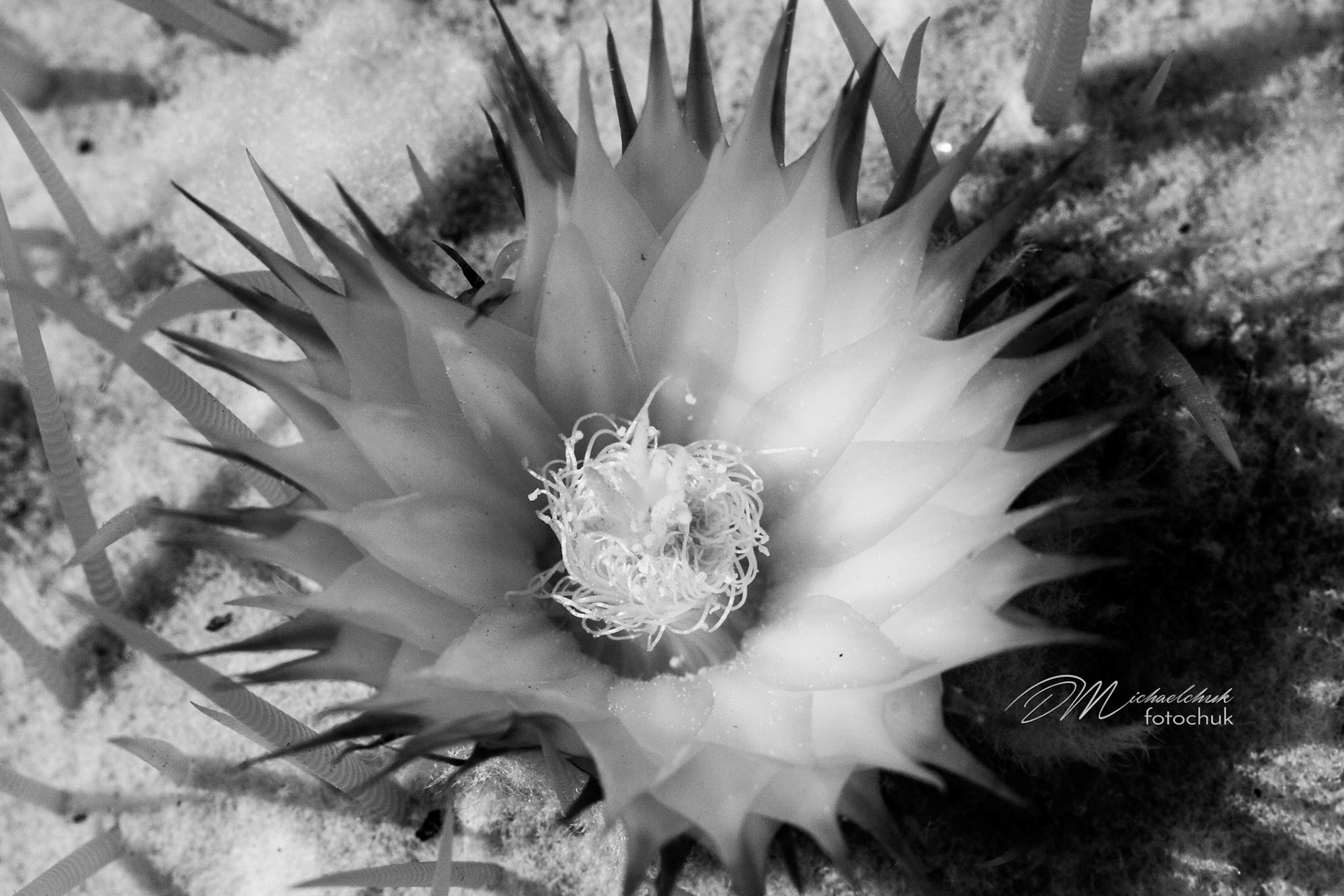 I almost missed this amazingly tiny yellow flower.   Processed here in Black and white the contrast from the center of the pedals to the tips is amazing.