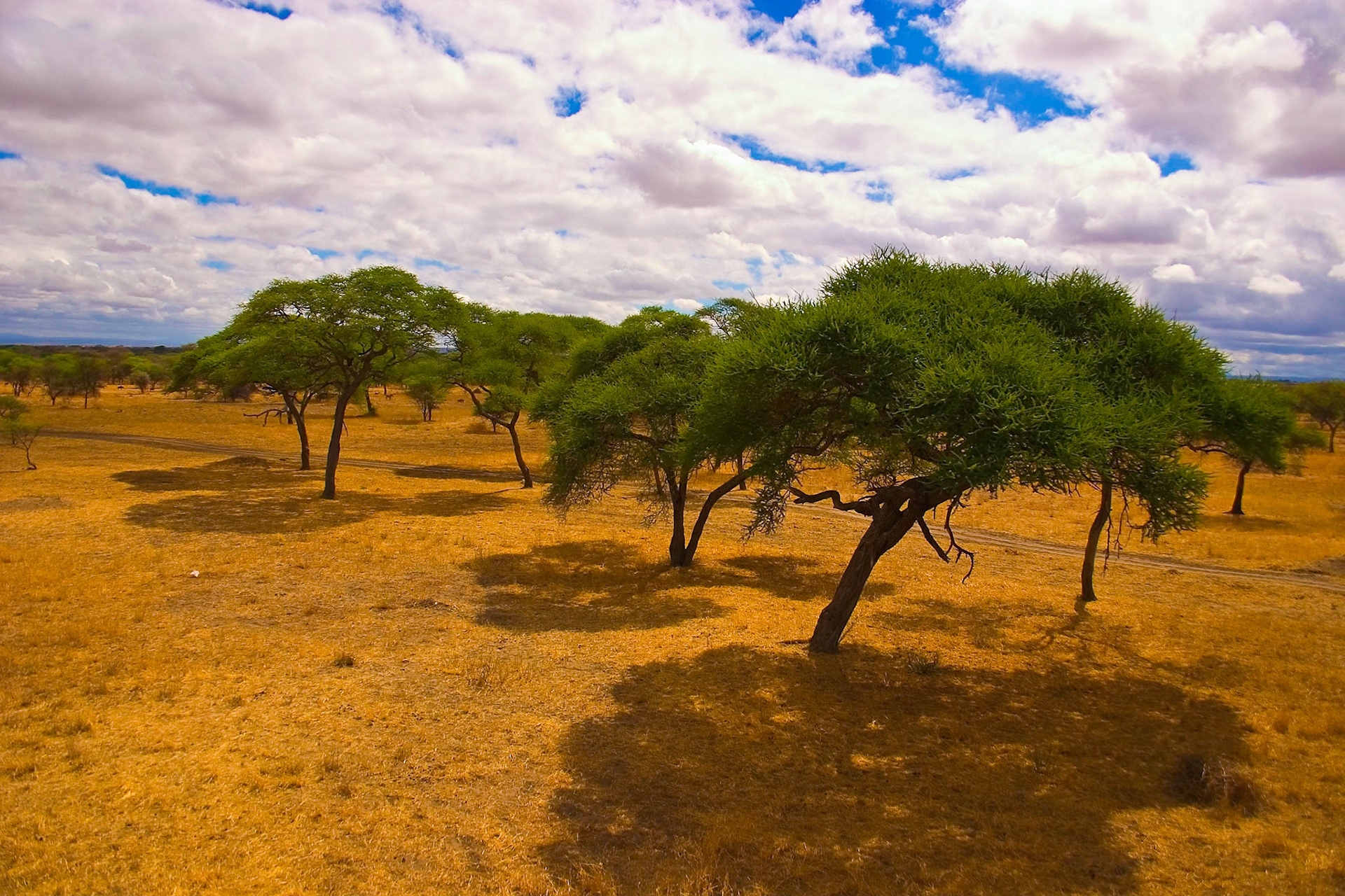 Overcast day on Serengeti plains.