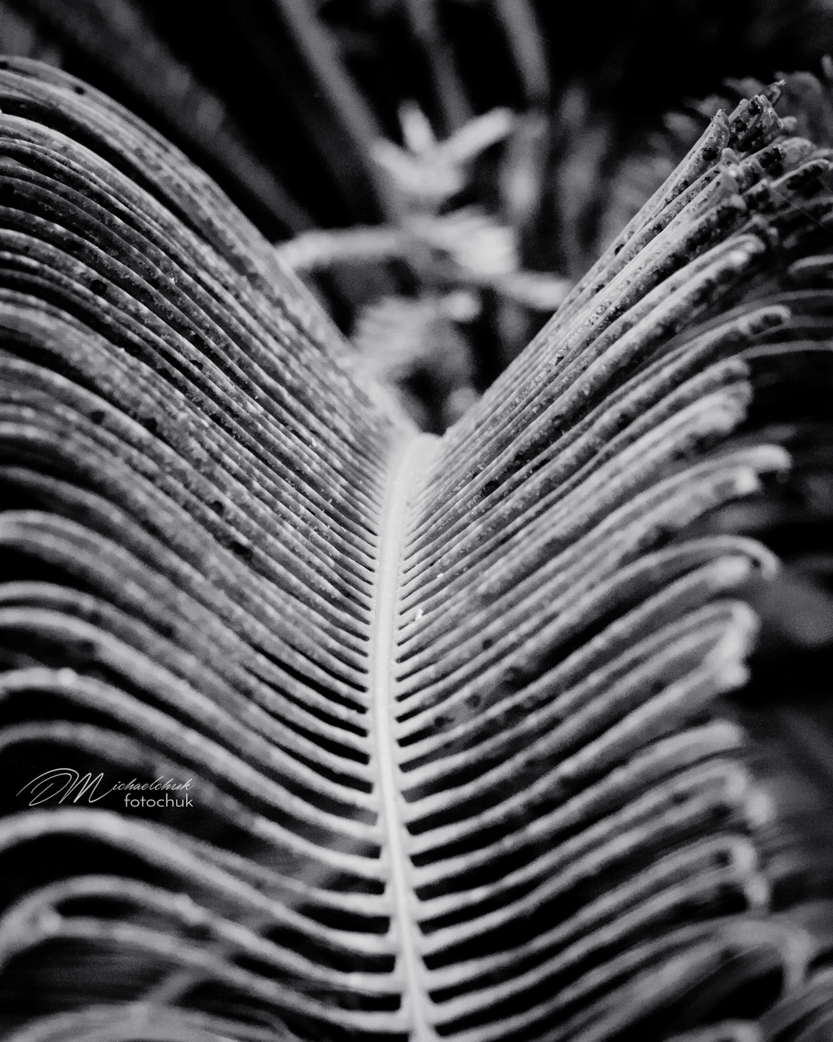 Taken in the Kauai Marriott tropical gardens, this is a close up shot of the branch of a fern and appears to have ribs.  This is part 2 from the same plant.