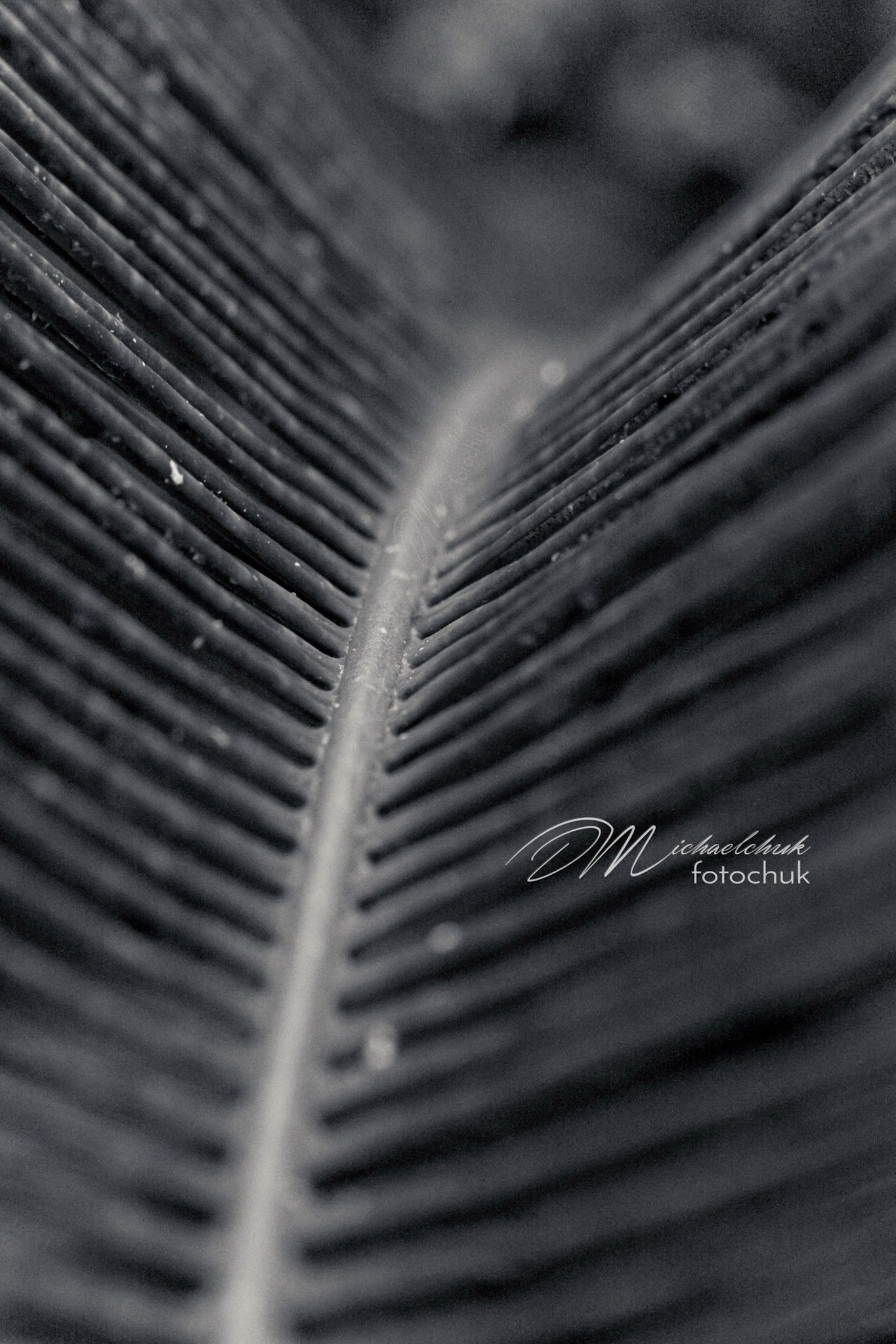 Taken in the Kauai Marriott tropical gardens, this is a close up shot of the branch of a fern and appears to have ribs.