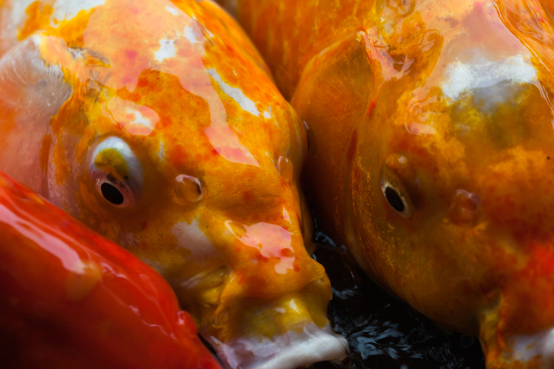 This is a close-up shot of the Koi as try get as much food as possible.