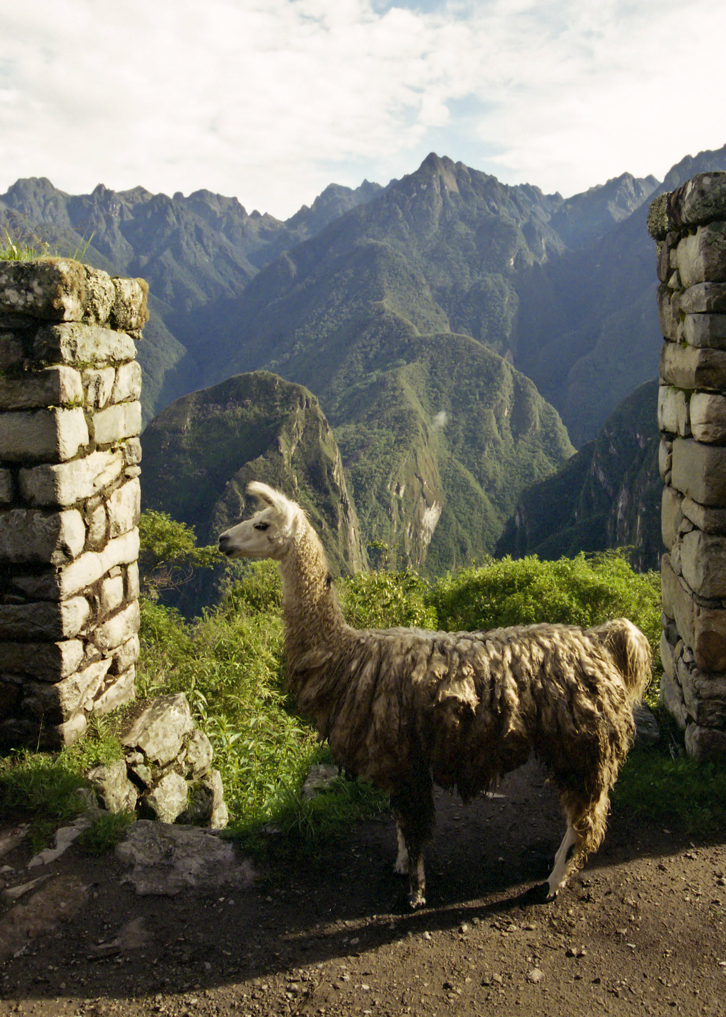 We came across this llama on the final day of our Inca Trail hike.