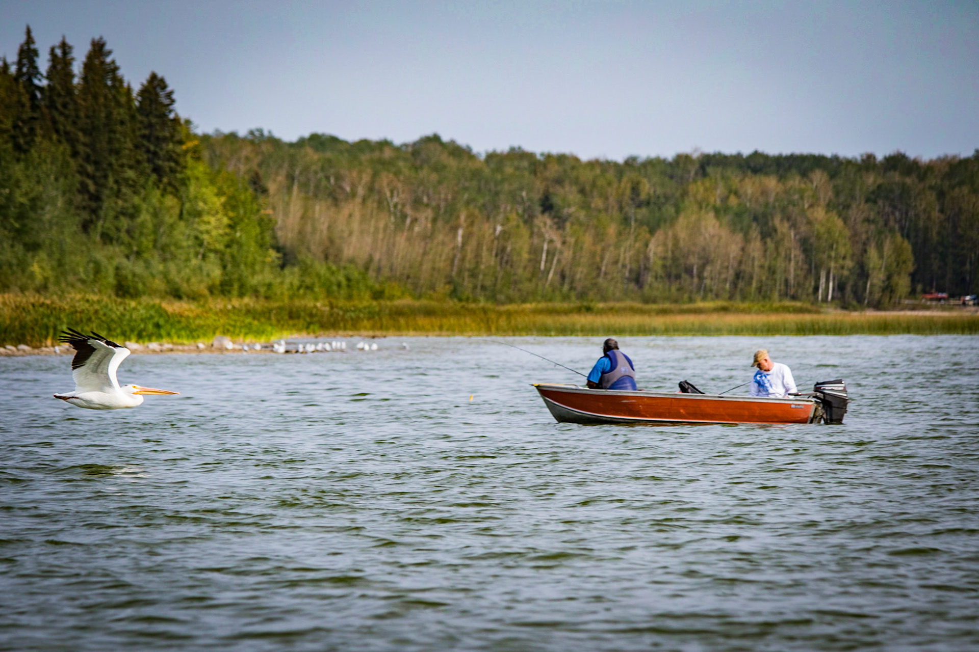 Fishermen and pelican alike, gone fishing.