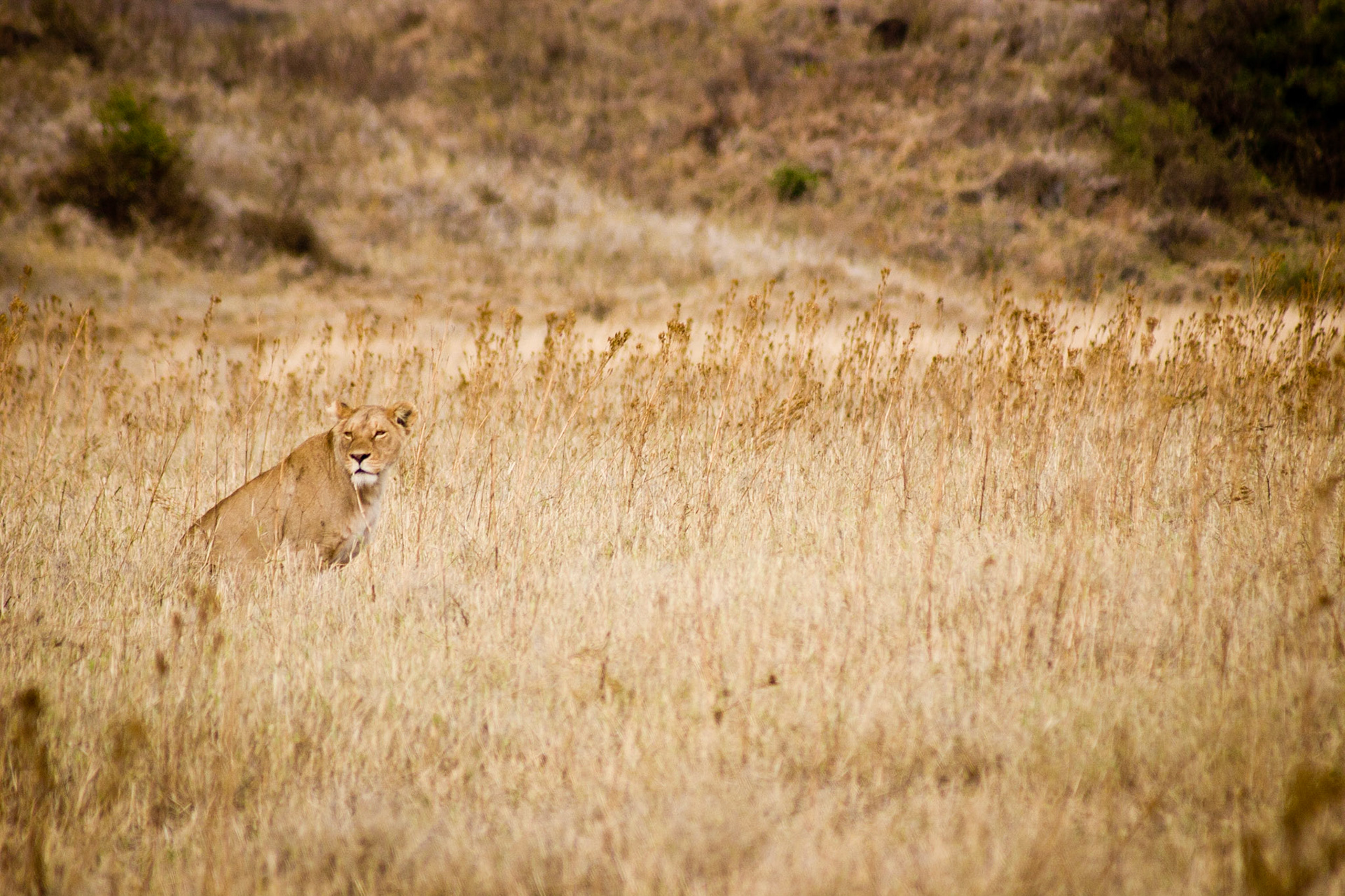 This lioness is looking for food in the Ngorongoro Crater.