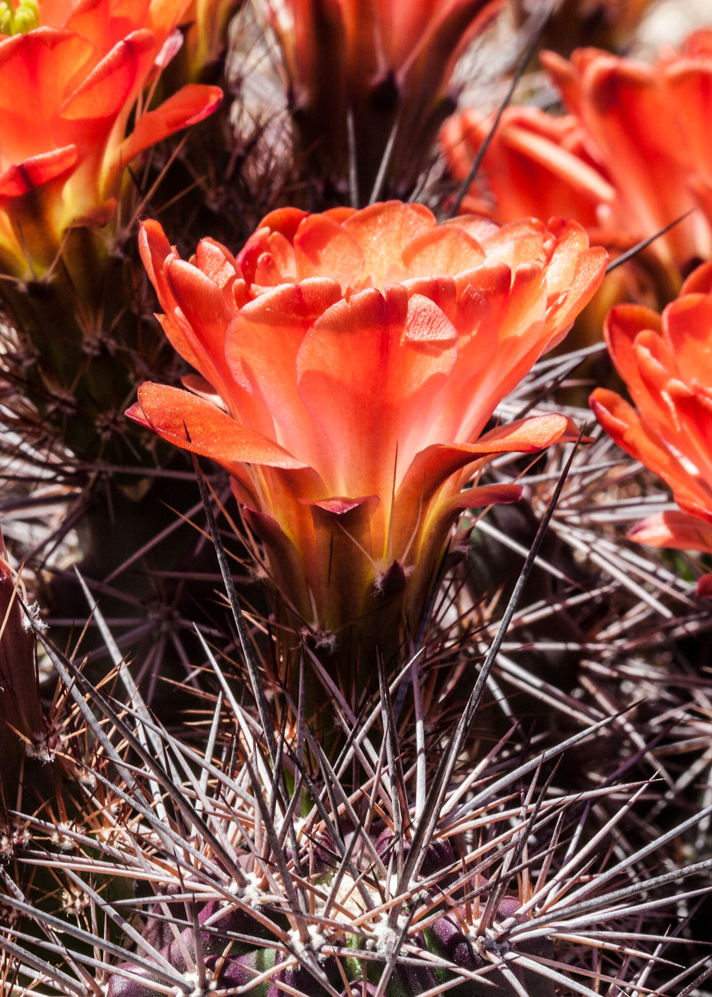 This is a side shot of a red cactus flower that has a bit of back lighting from the hot Arizona sun.