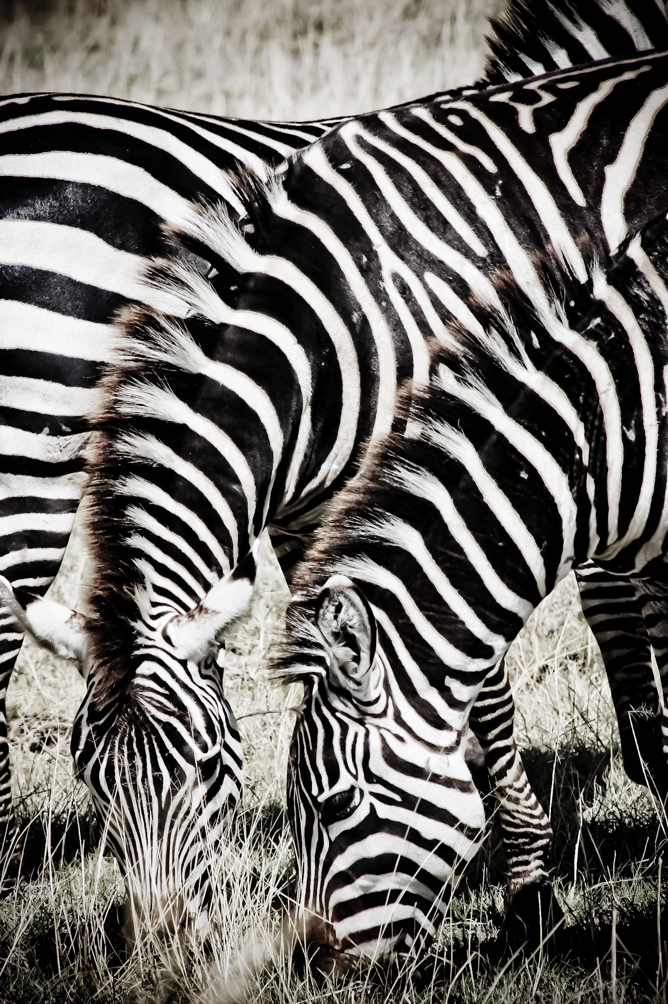 A herd of zebras close up, grazing in the Ngorongoro Crater in Tanzania.