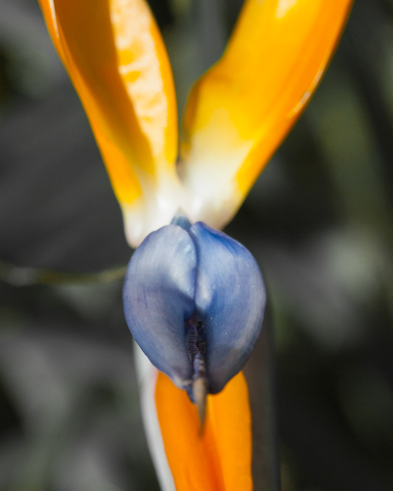 This shot was taken looking down into the Bird of Paradise flower.