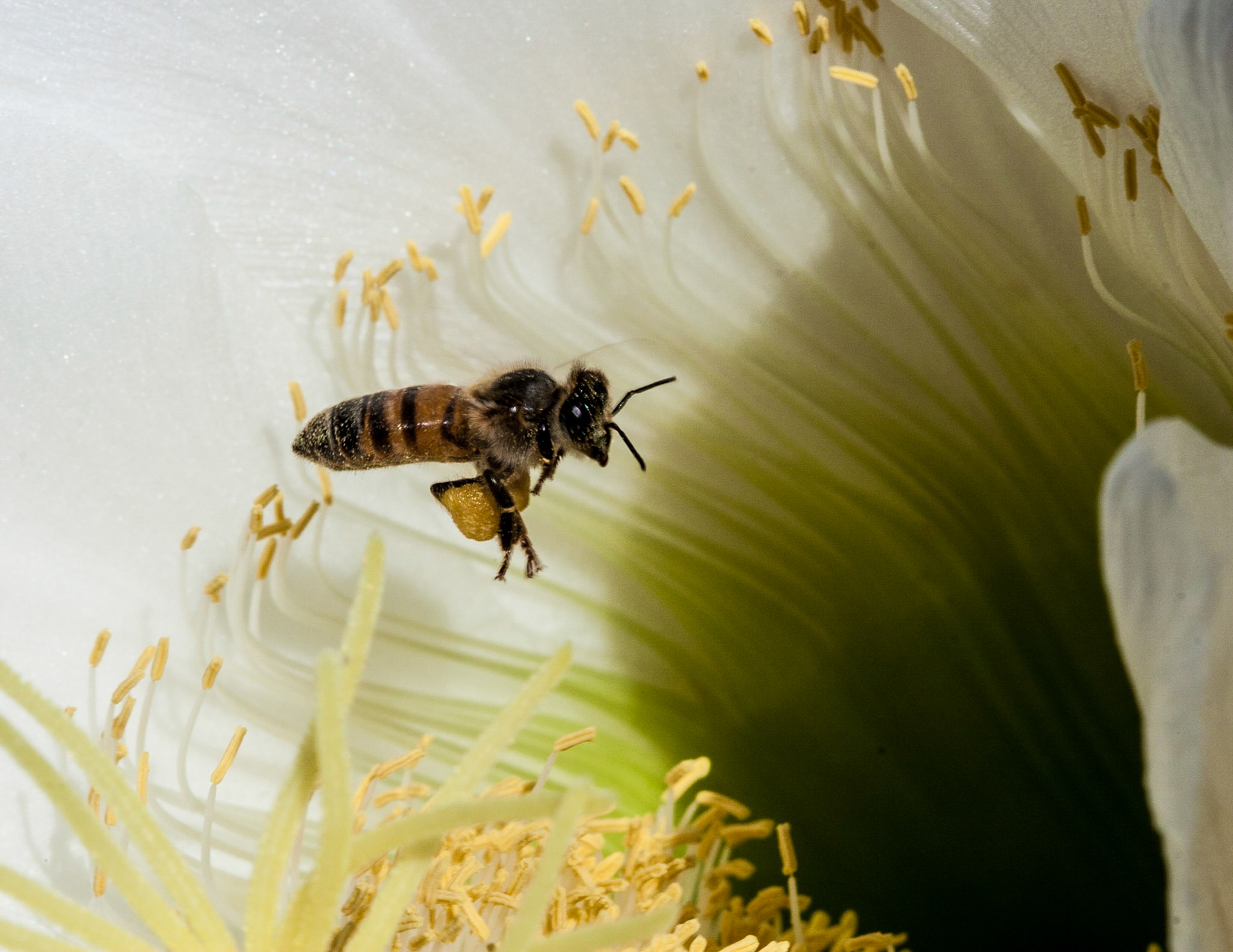 This bee seems to be overloaded with pollen, yet he is still flying in for more.